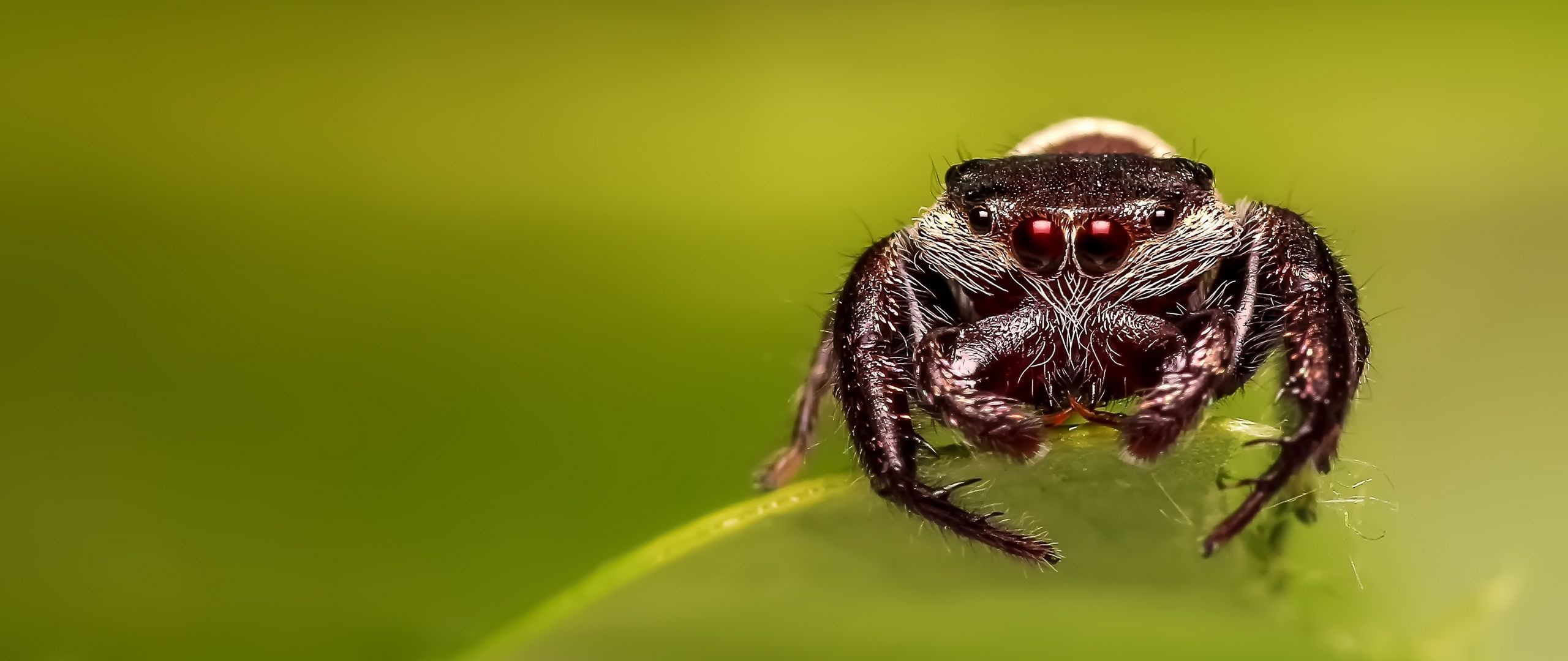 Spider eyes wallpapers, Dazzling eyes, Macro photography, Wall-worthy, 2560x1080 Dual Screen Desktop