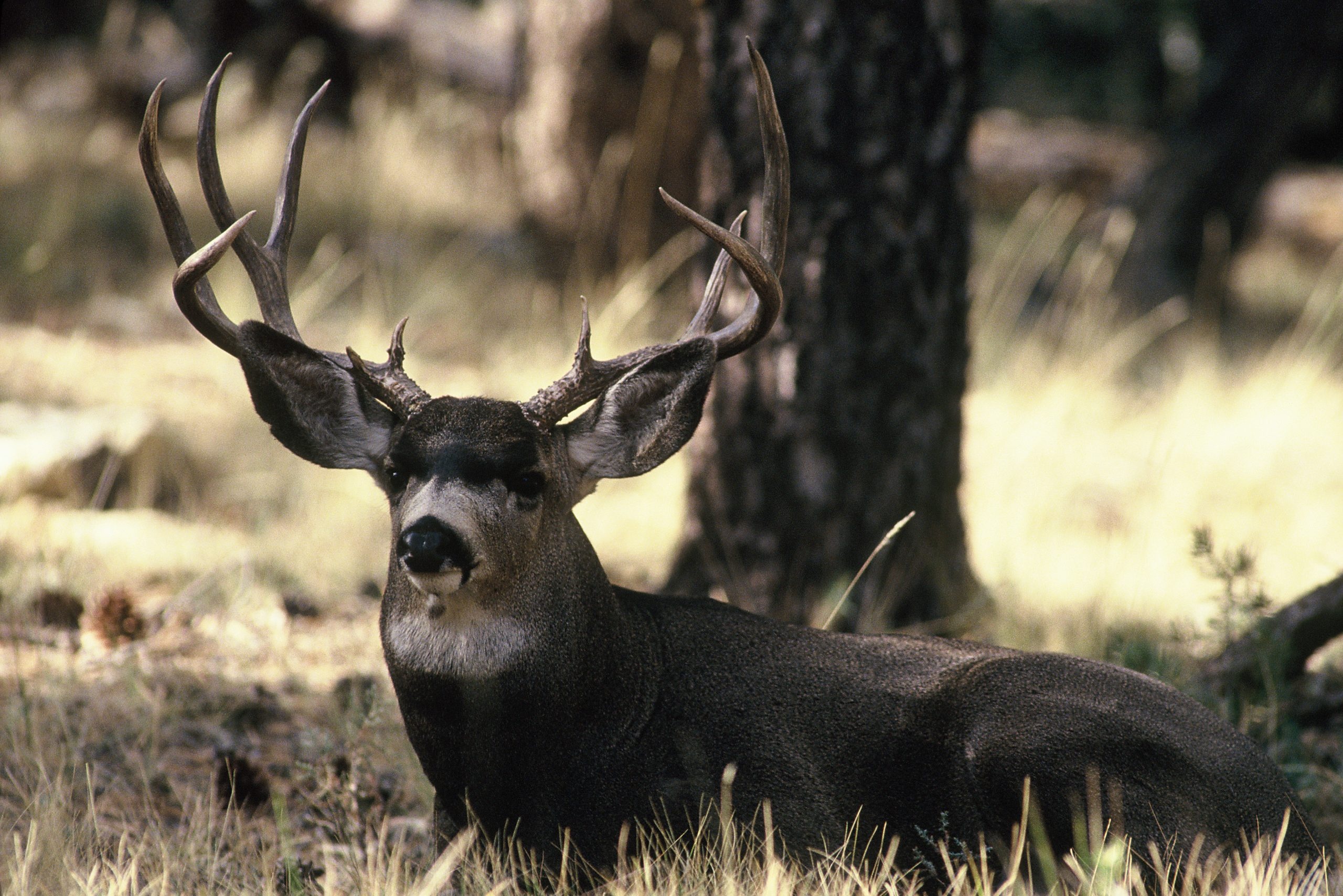 Mule deer, Working group, Western Association of Fish and Wildlife Agencies, Conservation efforts, 2560x1710 HD Desktop