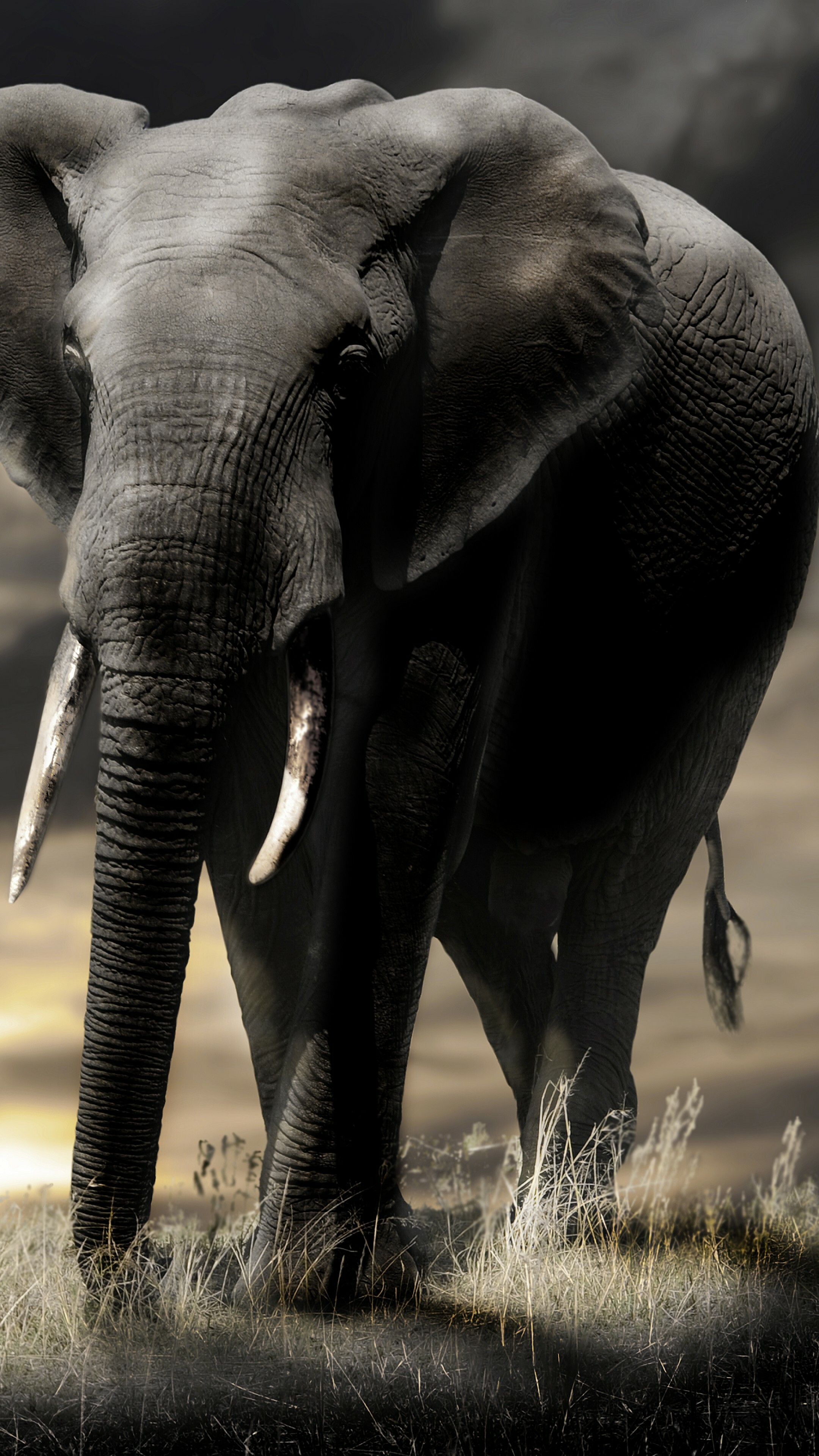 Loxodonta africana, Elephants Wallpaper, 2160x3840 4K Phone