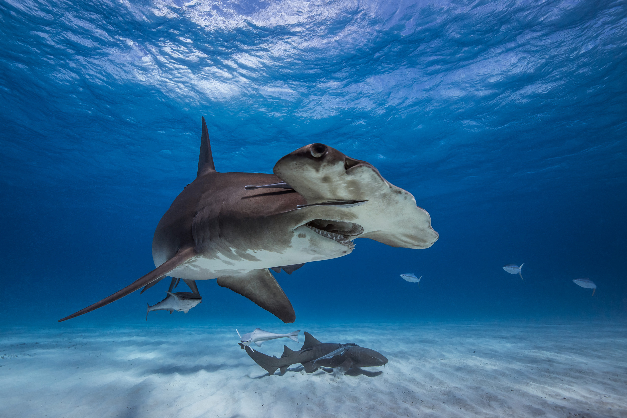 Hammerhead sharks, Danger assessment, Human encounters, Curious behavior, 2500x1670 HD Desktop