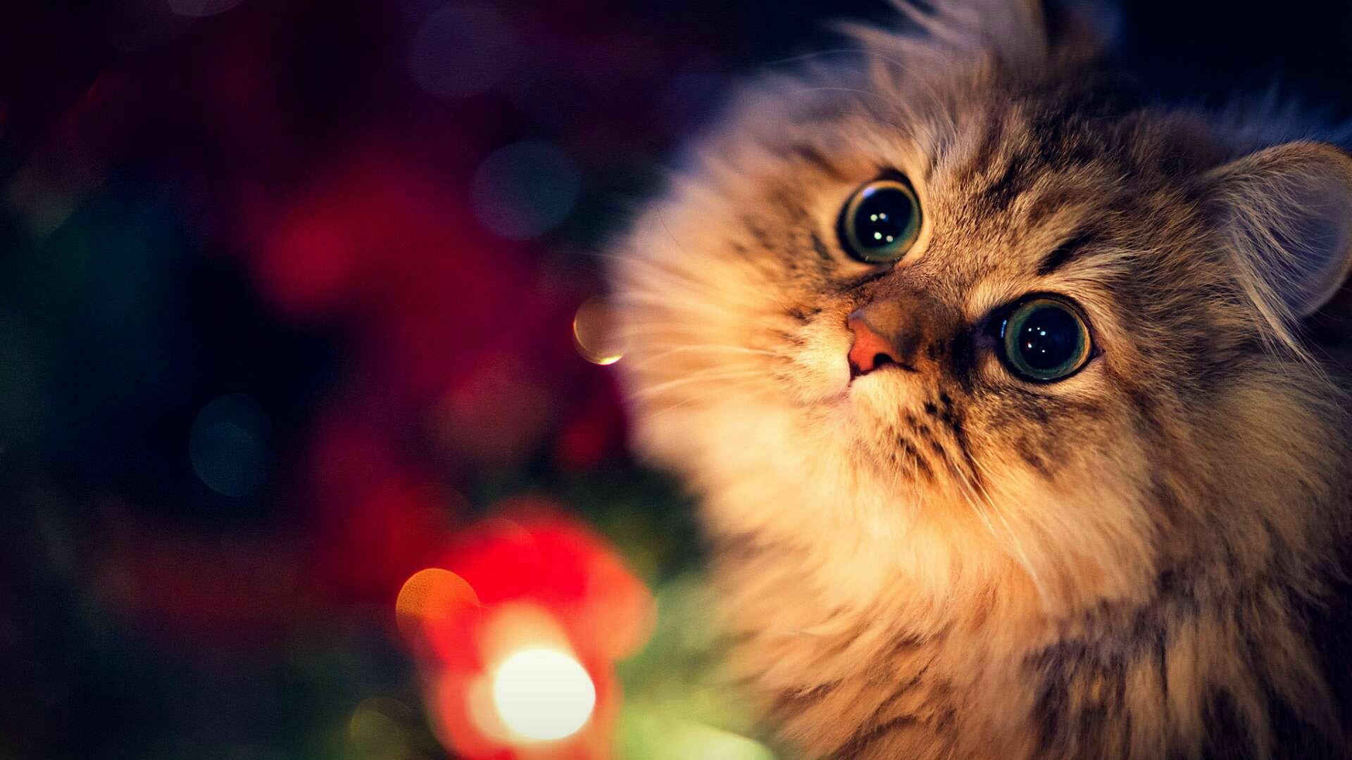 Cat's curiosity, Sitting pretty, TrumpWallpapers gem, Whiskered charm, 1920x1080 Full HD Desktop