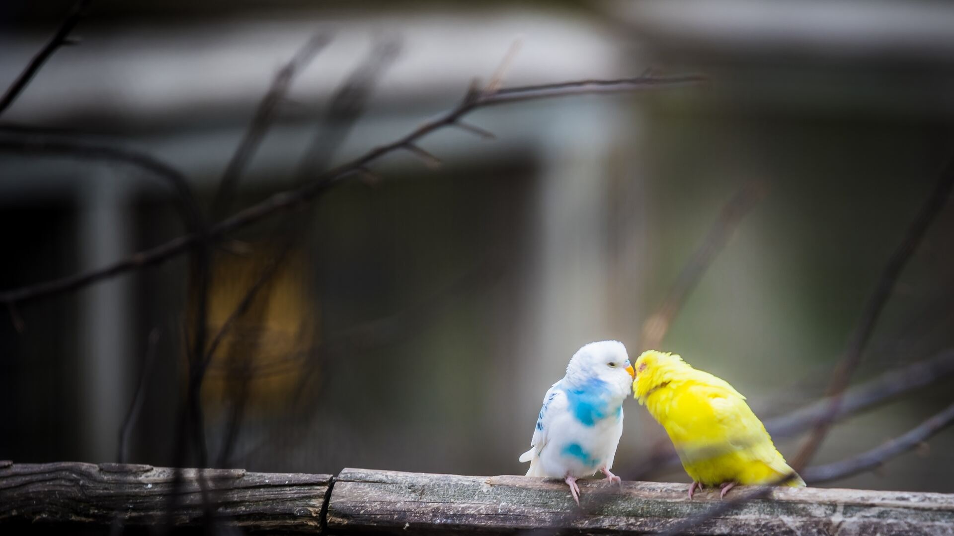 Love birds, Desktop wallpapers, Breathtaking scenes, Feathered harmony, 1920x1080 Full HD Desktop