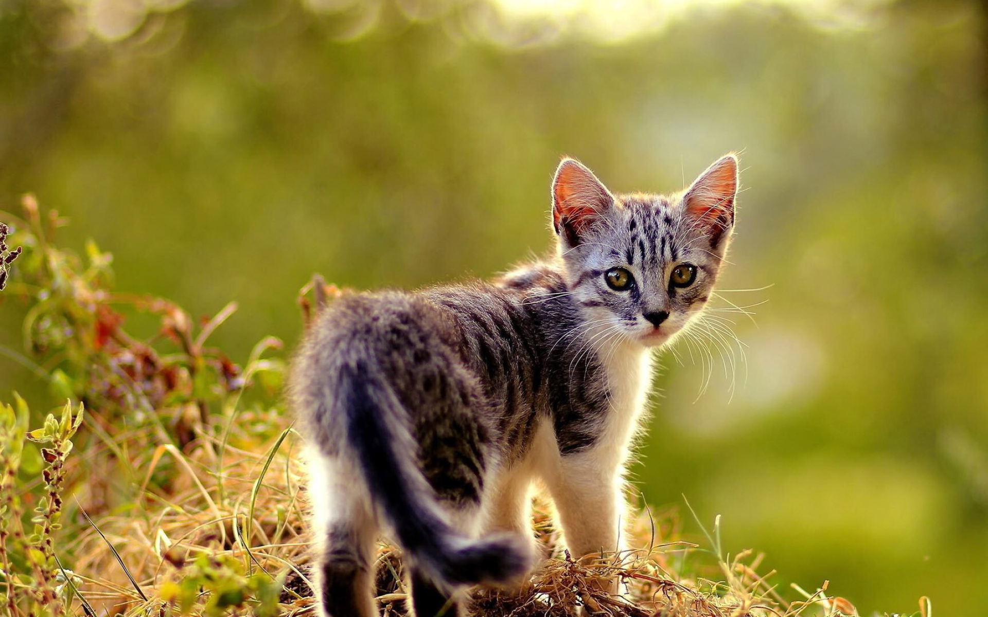 Beautiful small kitten, Animal wallpaper, Serene and adorable, Lovely picture, 1920x1200 HD Desktop