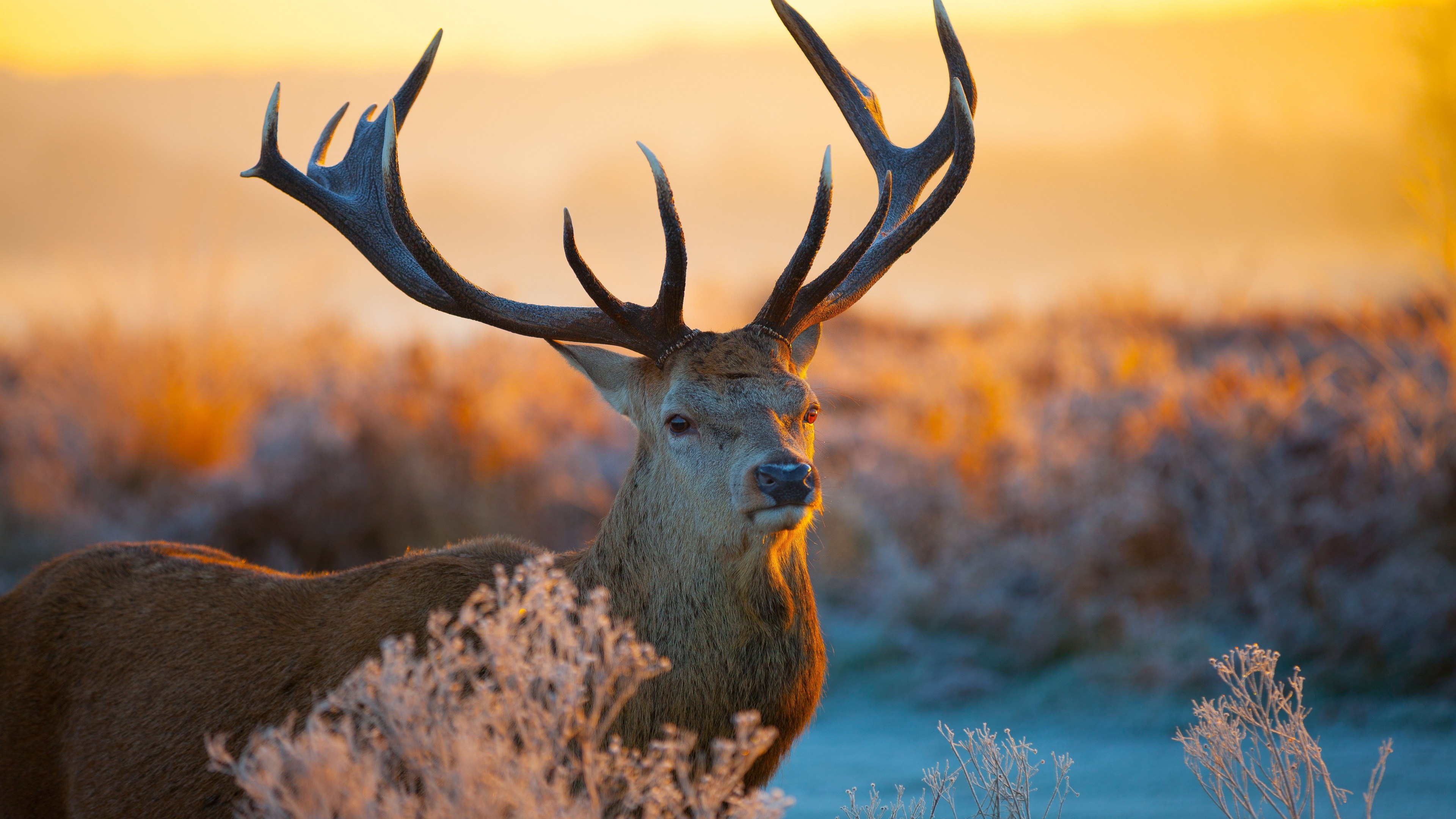 Red deer, Wild Animals Wallpaper, 3840x2160 4K Desktop