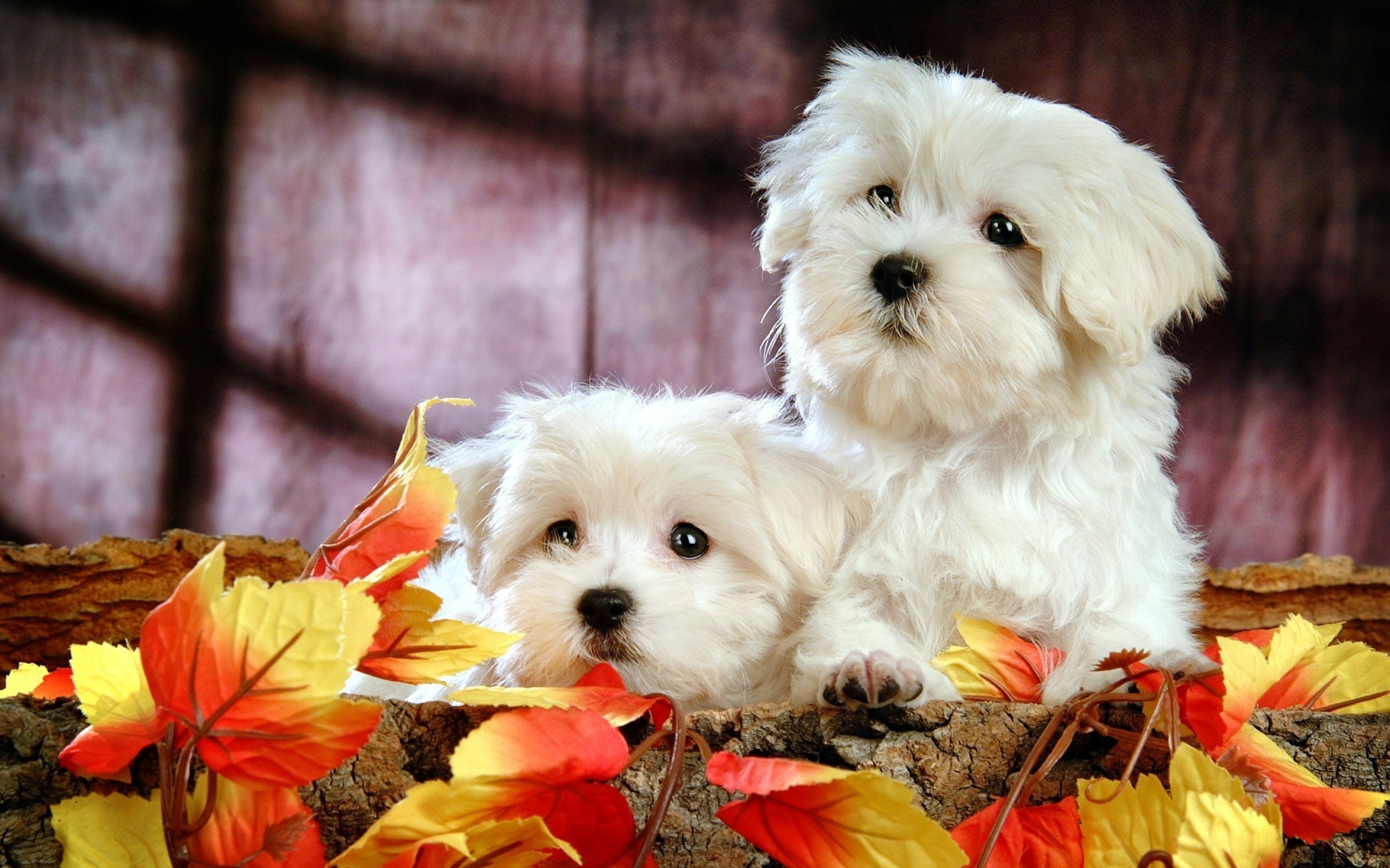 Couple, Bolognese Dog Wallpaper, 2880x1800 HD Desktop