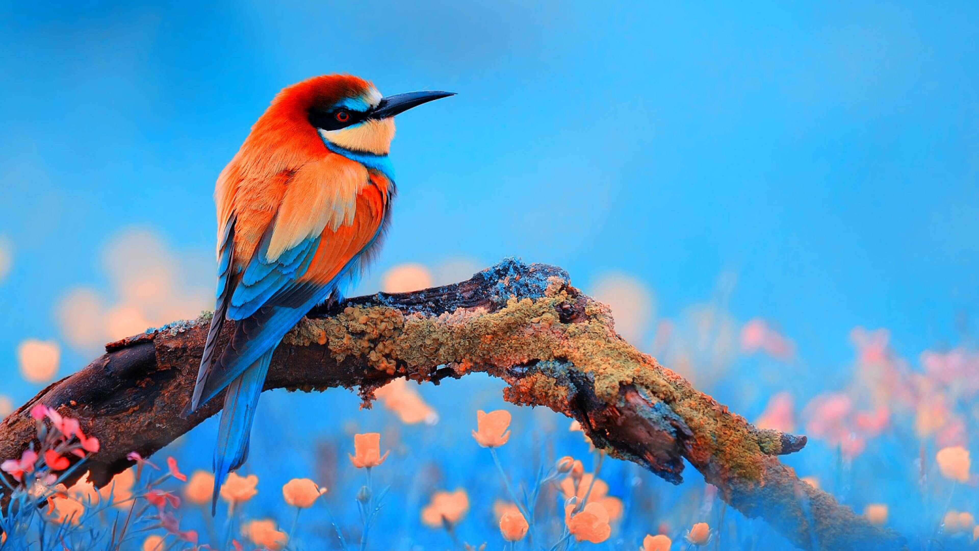 4K birds wallpapers, Ultra HD backgrounds, Colorful plumage, Feathered beauty, 3840x2160 4K Desktop