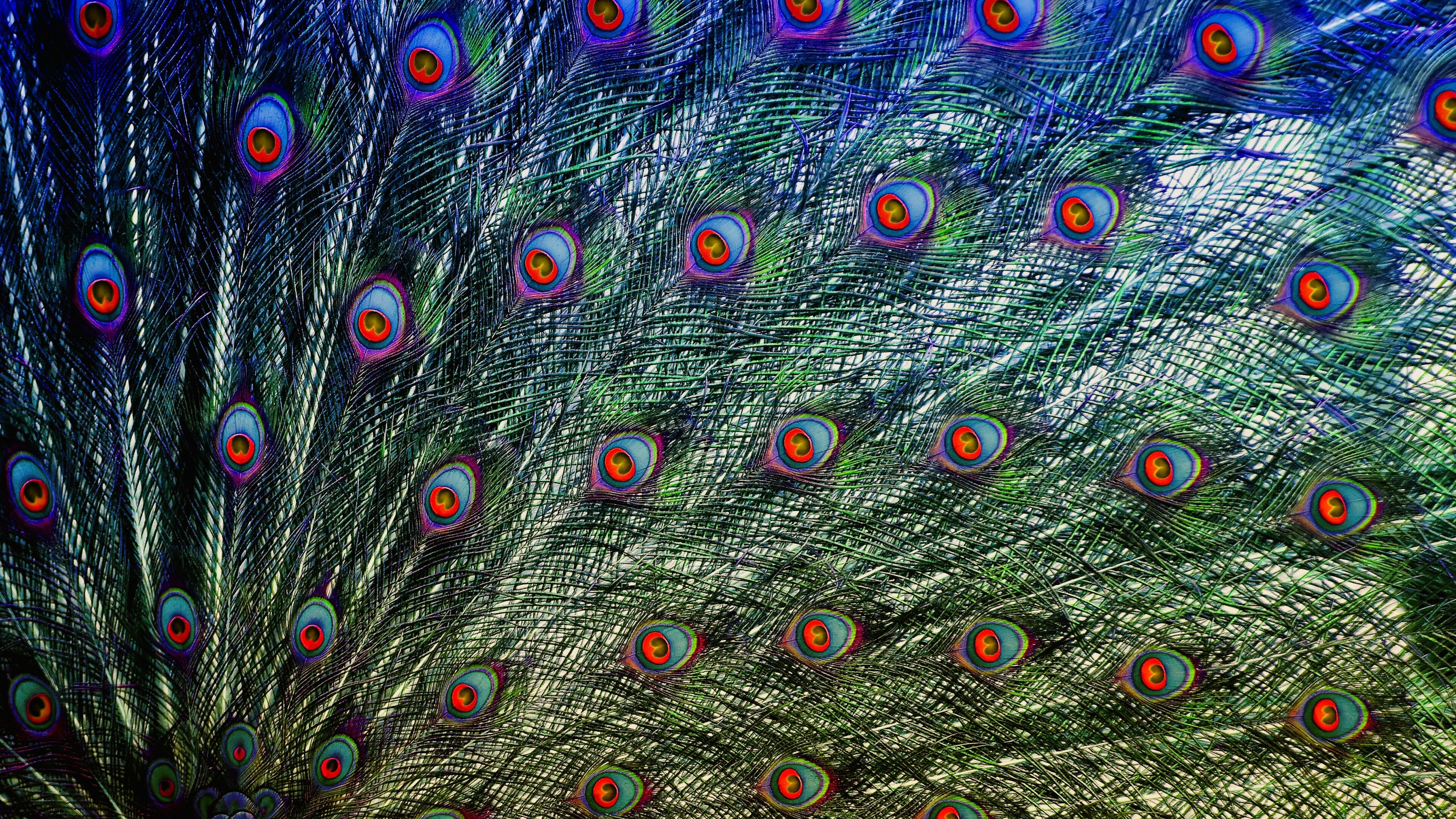 Plumage, Peacocks Wallpaper, 3840x2160 4K Desktop