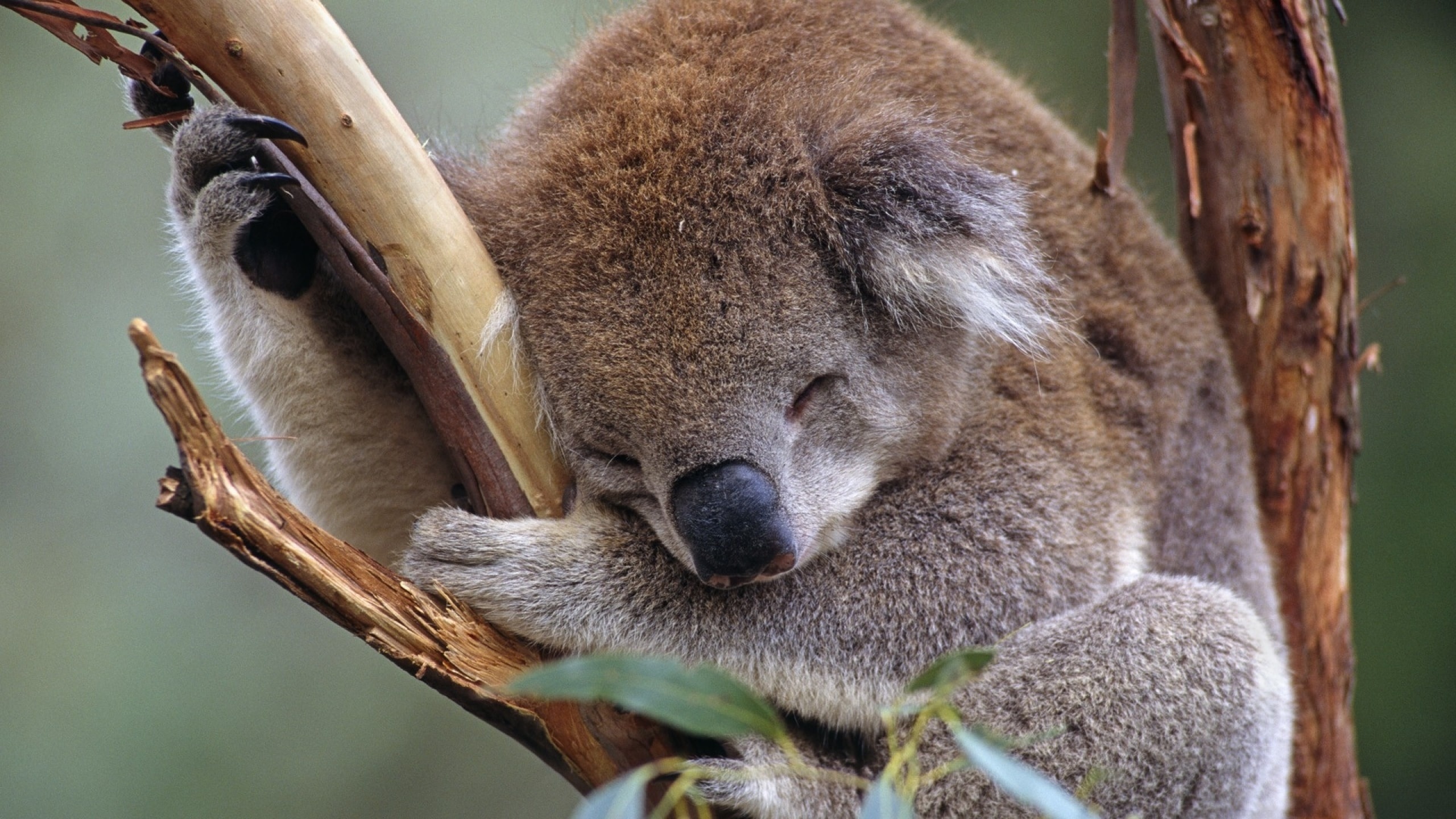 Koala wallpapers for iPhone, Laptop koala backgrounds, Cool koala images, Digital delights, 2560x1440 HD Desktop