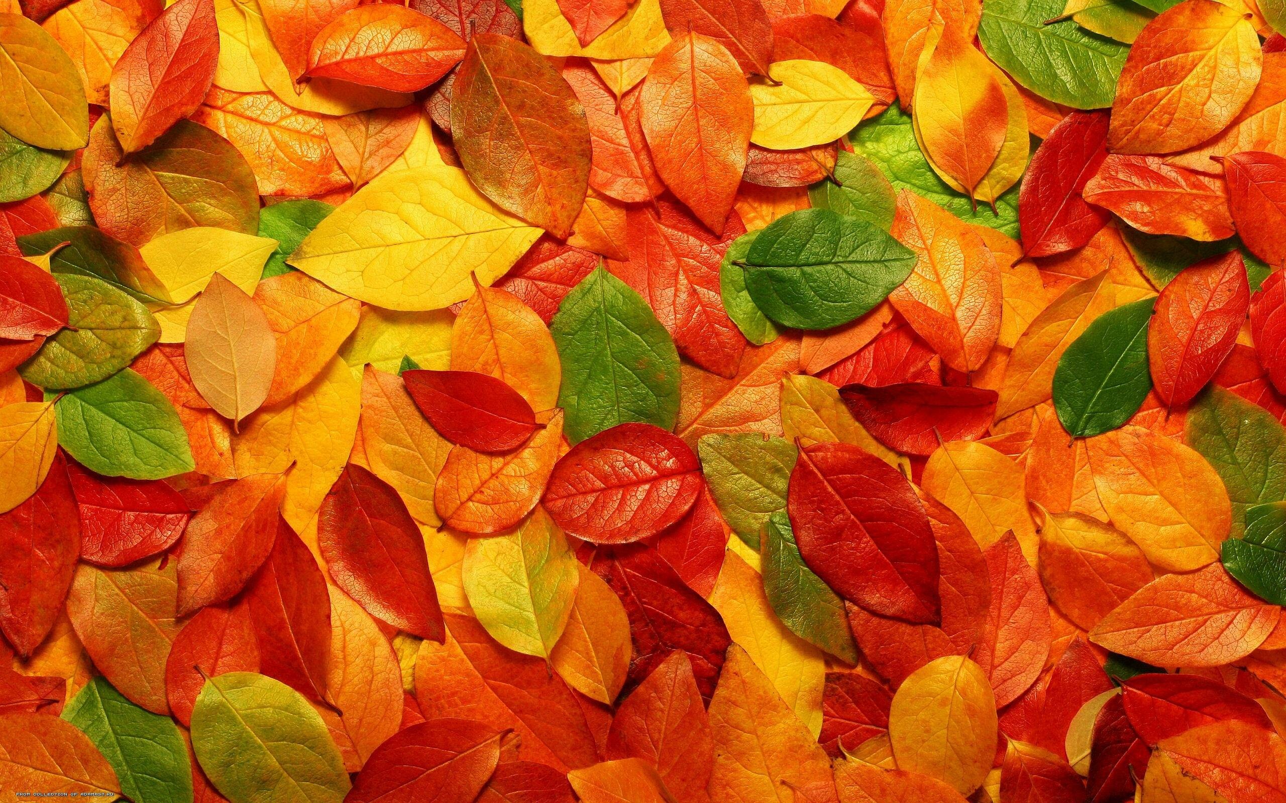 Autumn leaf backgrounds, Seasonal beauty, 2560x1600 HD Desktop