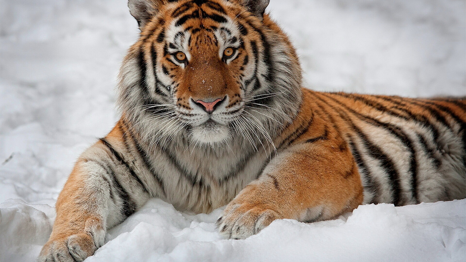 Intricate tiger artwork, Artistic tiger interpretations, 1920x1080 Full HD Desktop