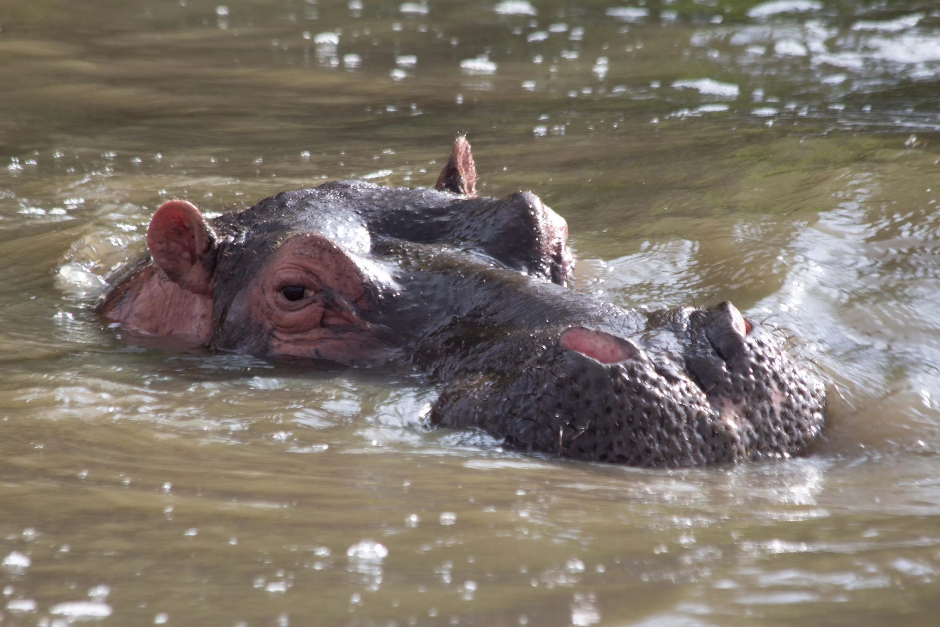 Hippos with runny noses, COVID-19 positive, Belgium, Animal health, 3000x2000 HD Desktop