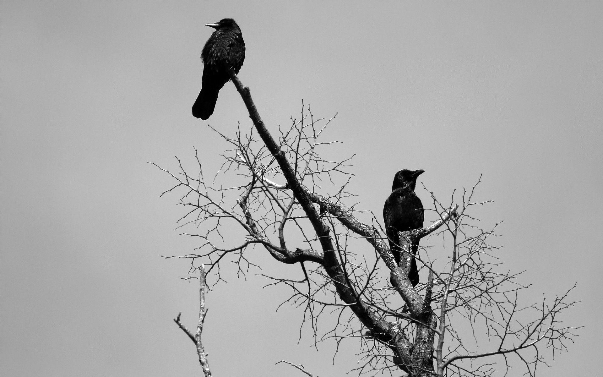 Crow wallpapers, Bird wallpapers, Black crow, 1920x1200 HD Desktop