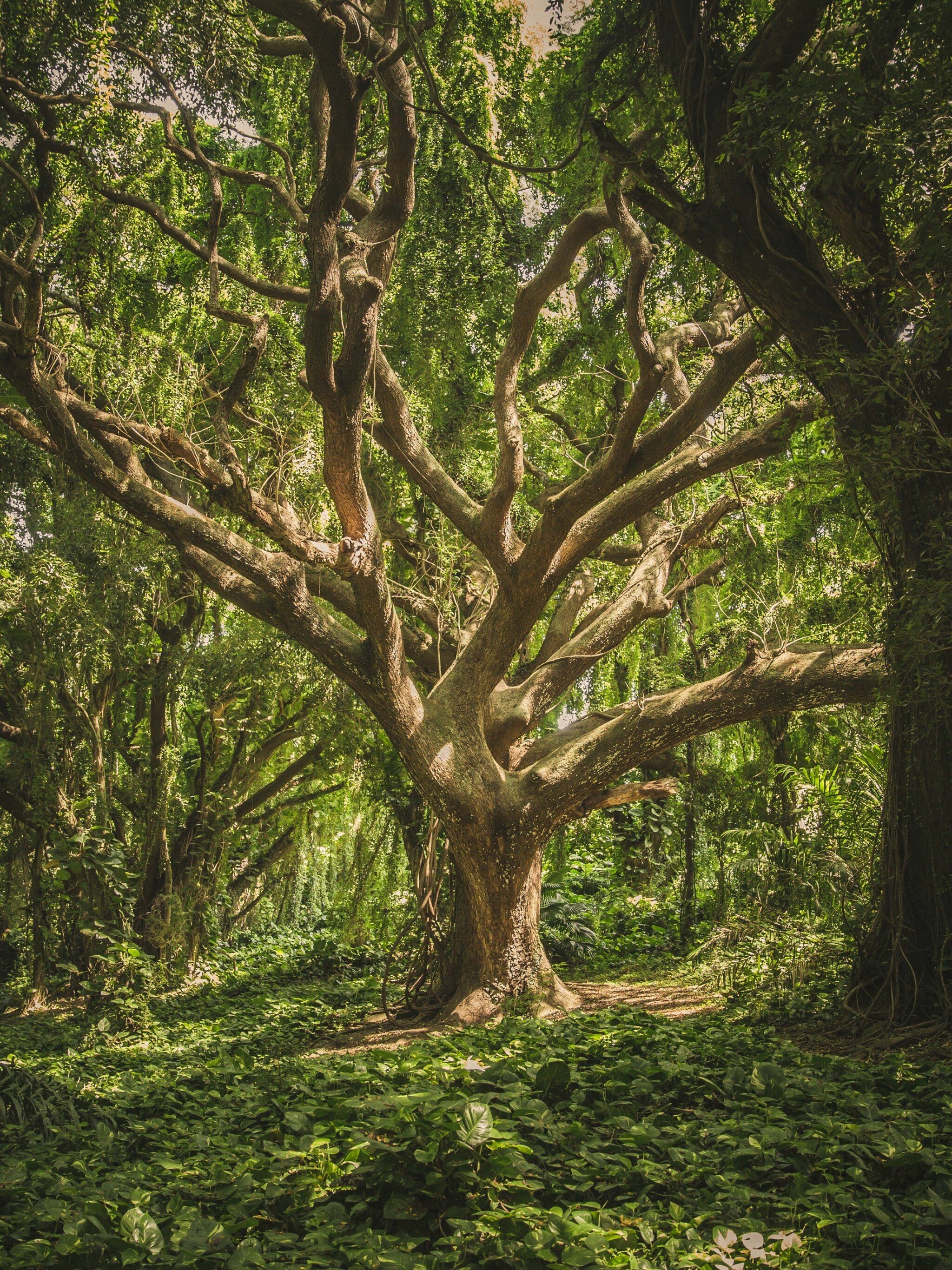 Densely packed foliage, Towering jungle trees, Verdant canopies, Abundant nature, 2050x2740 HD Phone