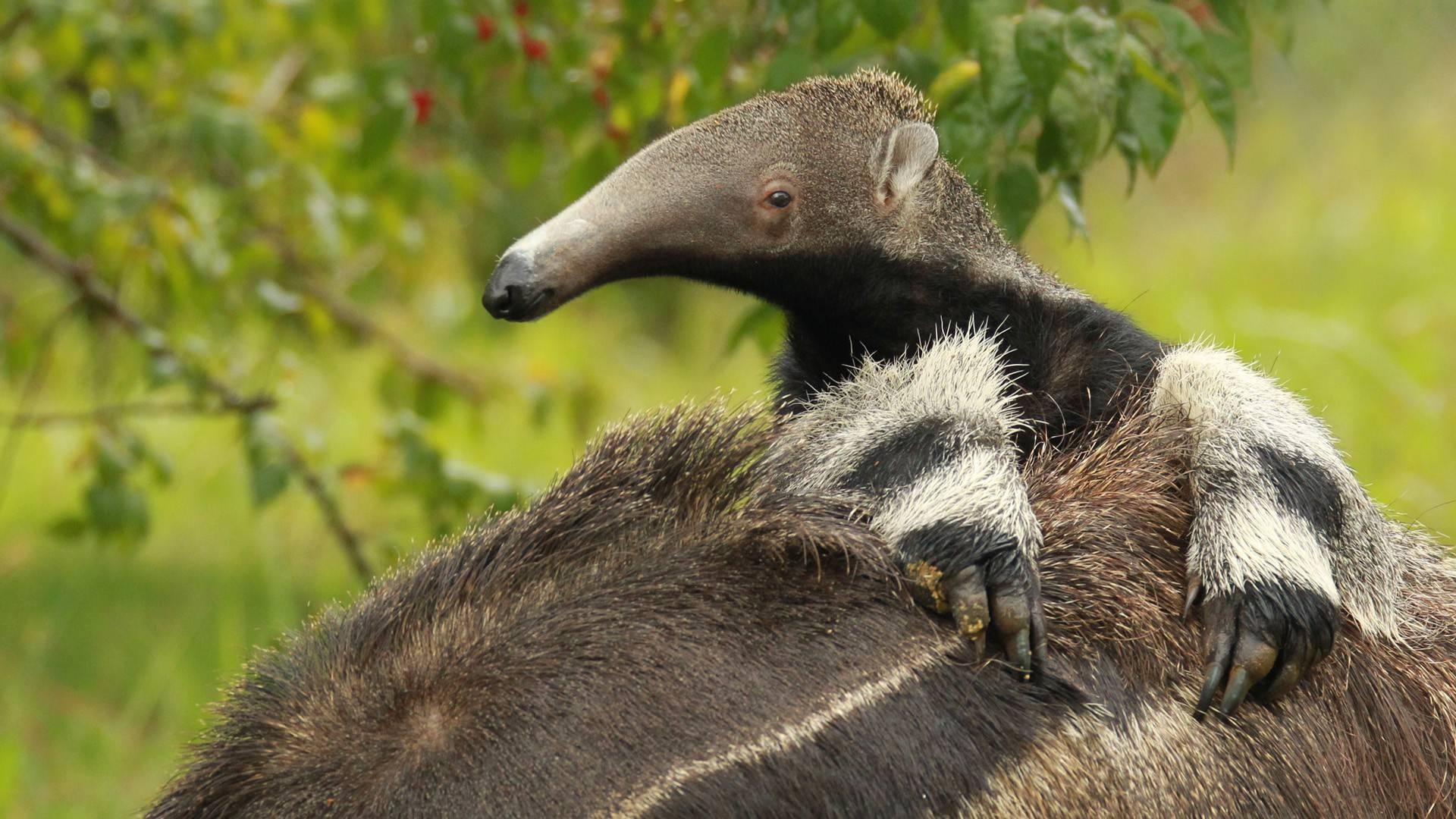 Anteater, Baby wallpaper, High quality, Free download, 1920x1080 Full HD Desktop