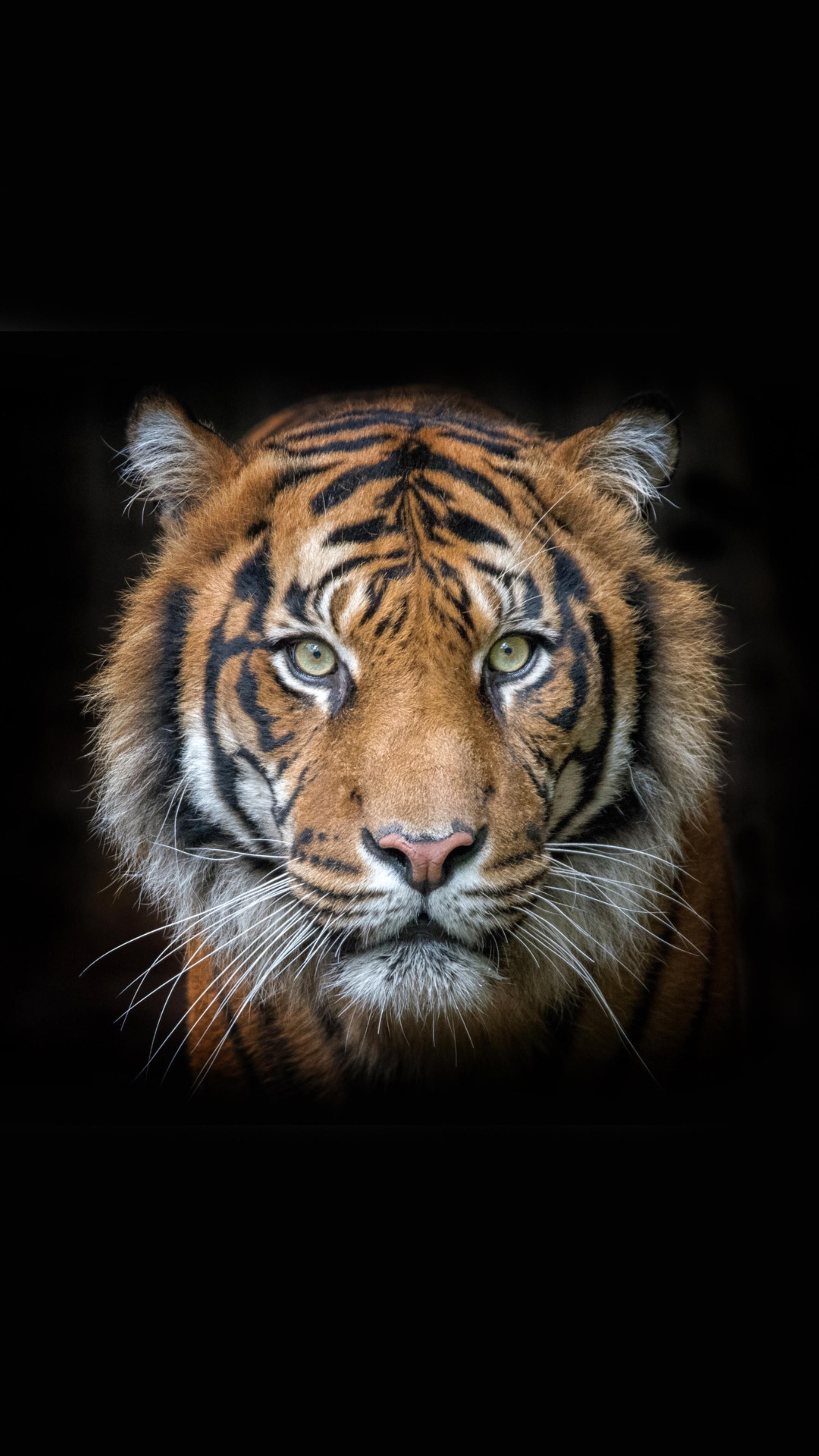 Tiger, Jungle Animal Wallpaper, 2160x3840 4K Phone