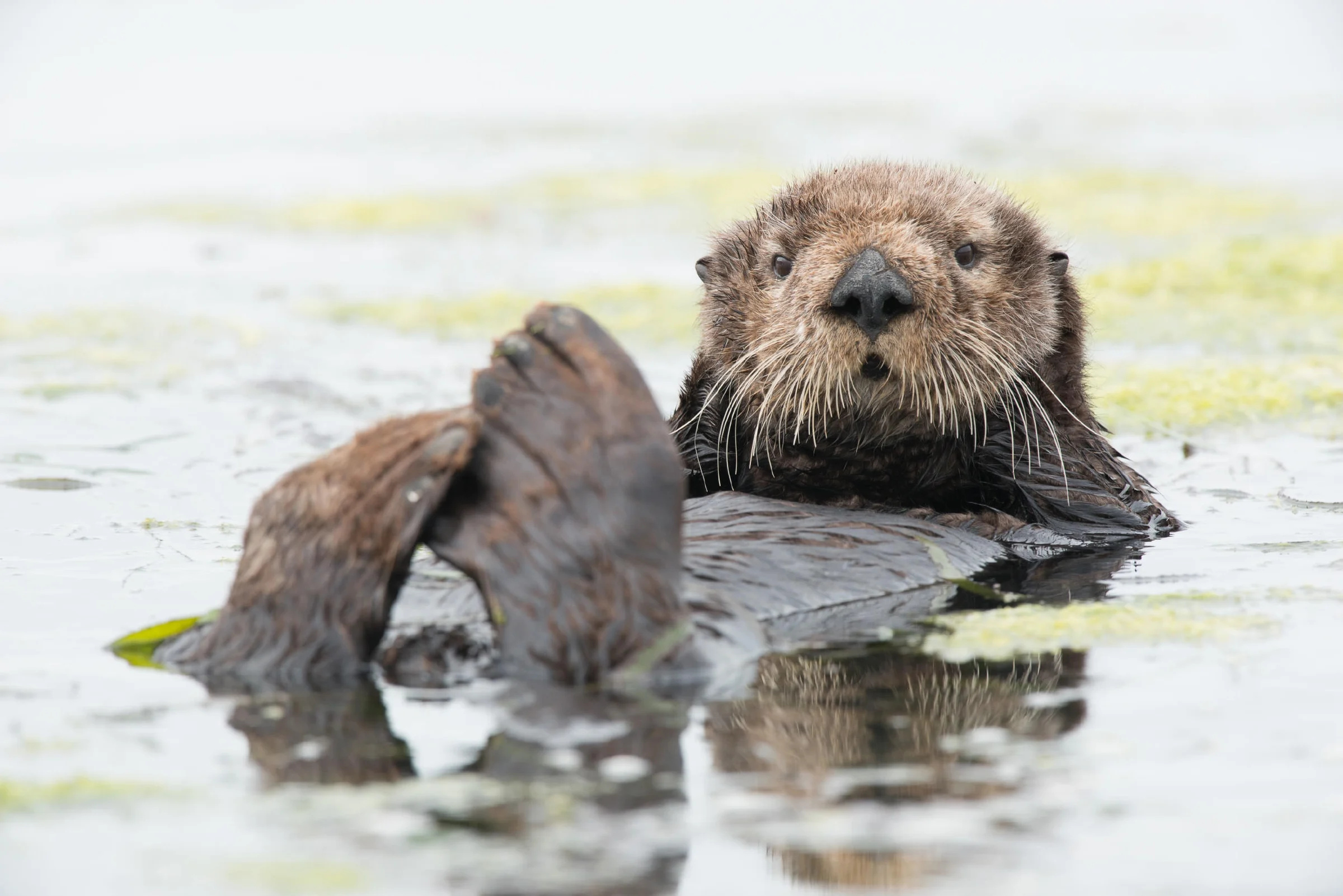 Monterey Bay Aquarium, Otter Wallpaper, 2400x1610 HD Desktop