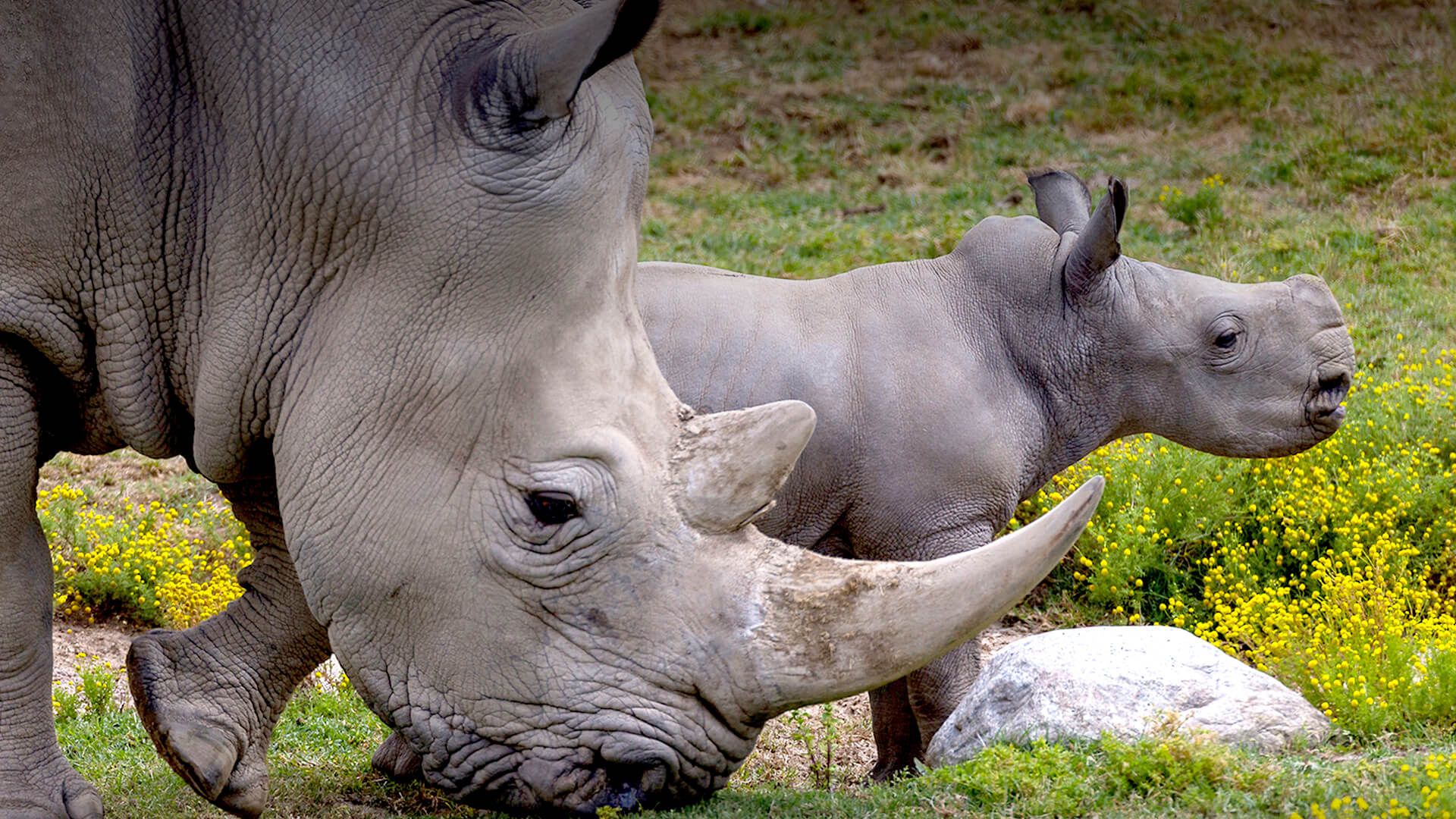 Mammals San Diego Zoo, Animal conservation, Wildlife education, Zoo and wildlife park, 1920x1080 Full HD Desktop