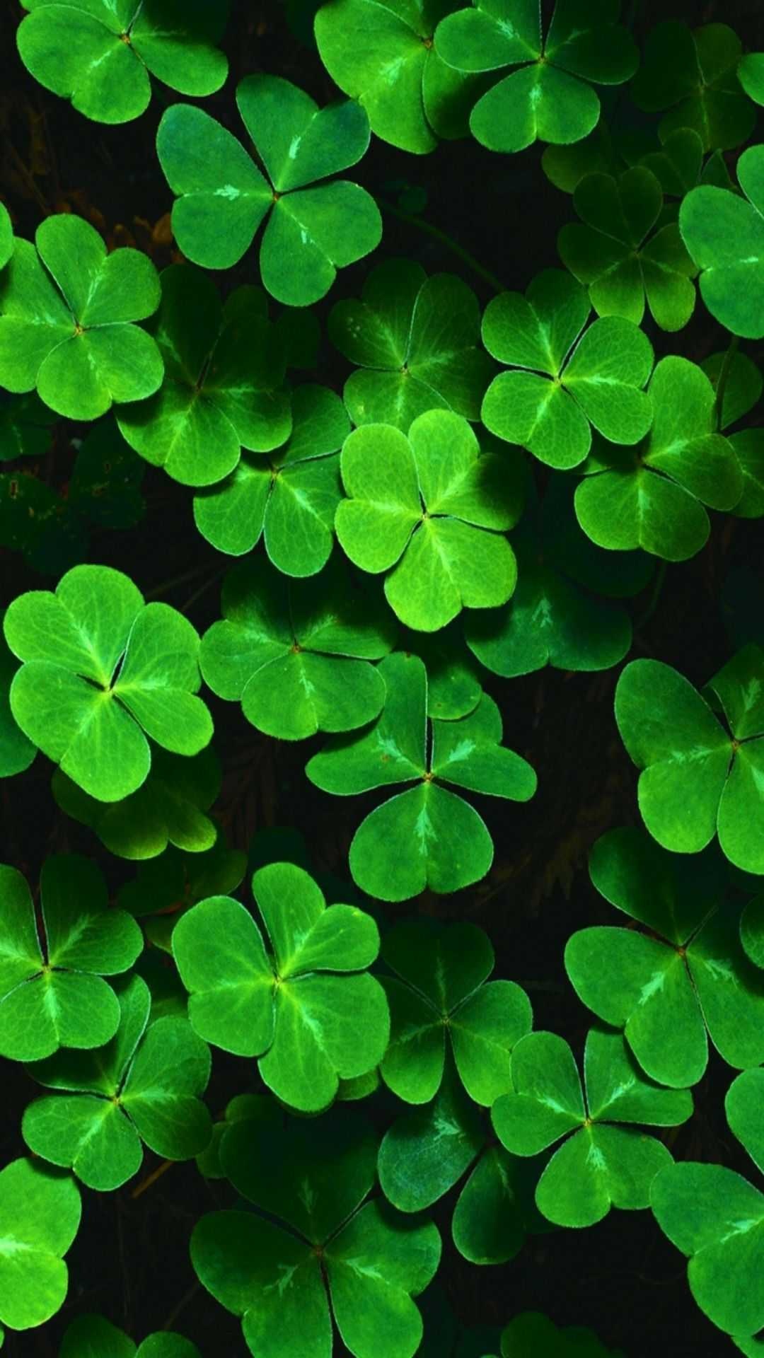 Irish Shamrock, Shamrock wallpapers, Irish symbol, Lucky charm, 1080x1920 Full HD Phone