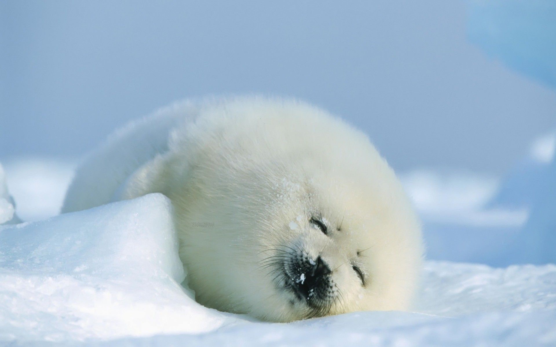 Cute seal wallpapers, Adorable creatures, Marine life, Playful, 1920x1200 HD Desktop