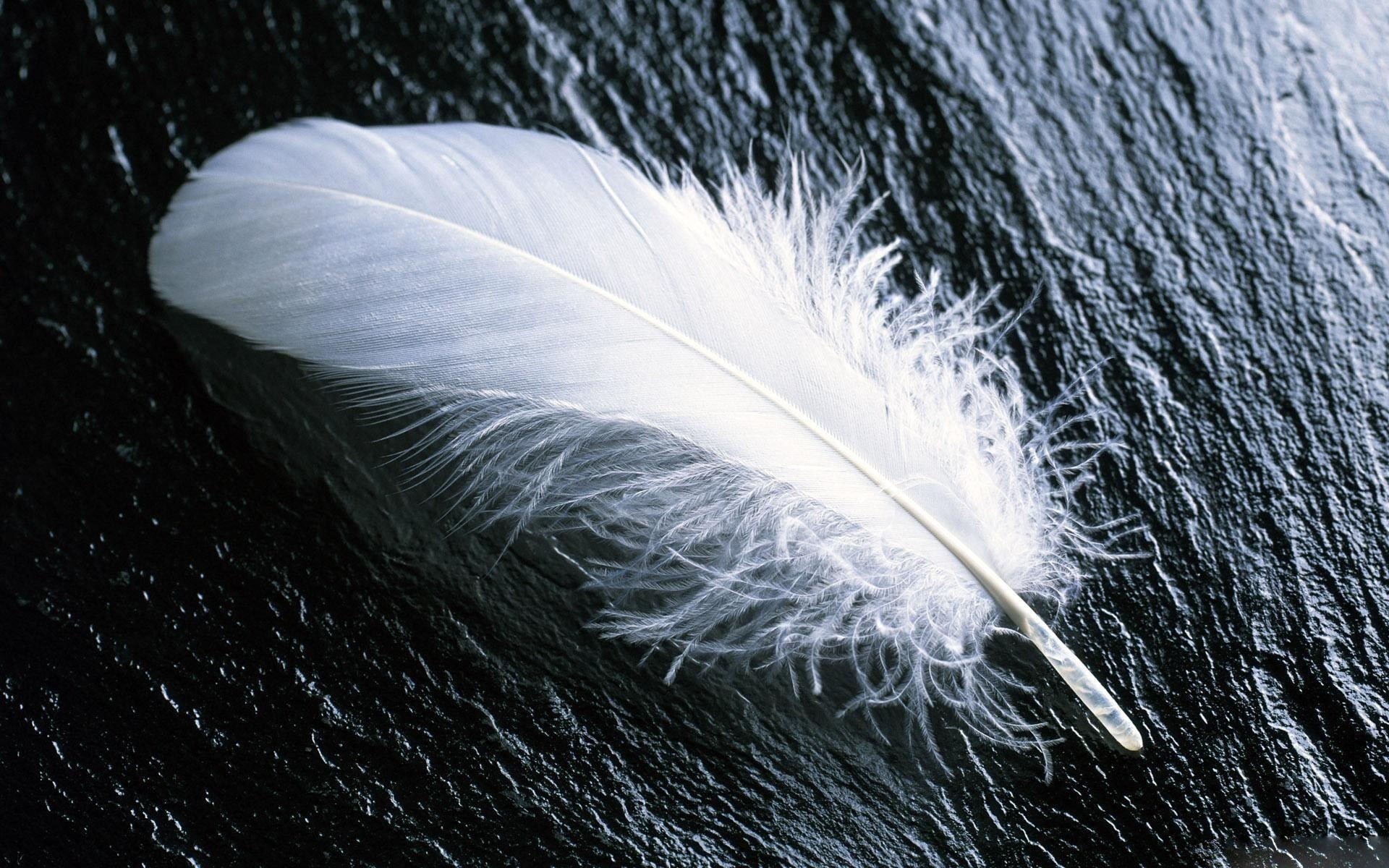 Photography feather, HD wallpaper, Artistic background, 1920x1200 HD Desktop