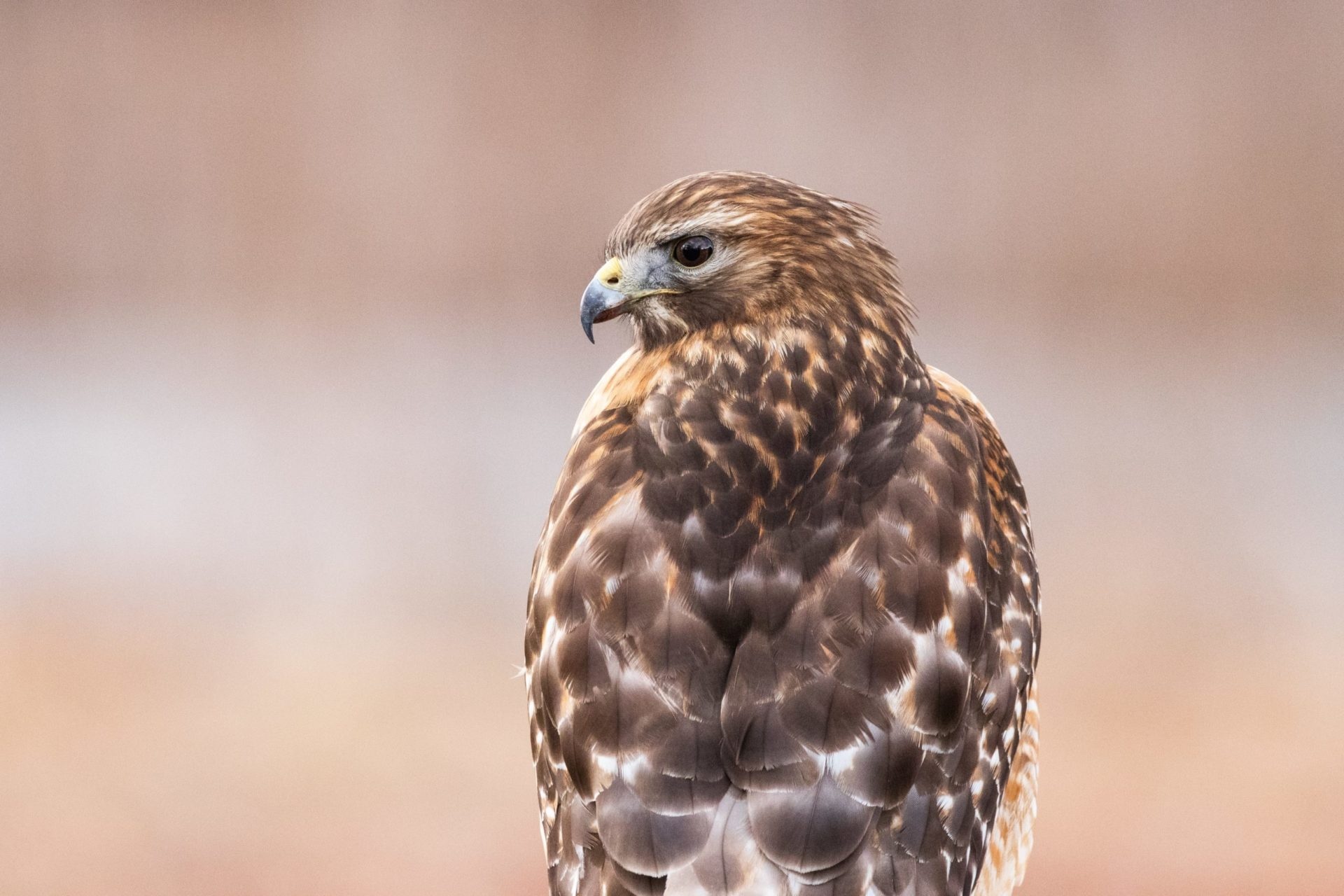 Red shouldered hawk, Holden forests, Gardens sanctuary, 1920x1280 HD Desktop