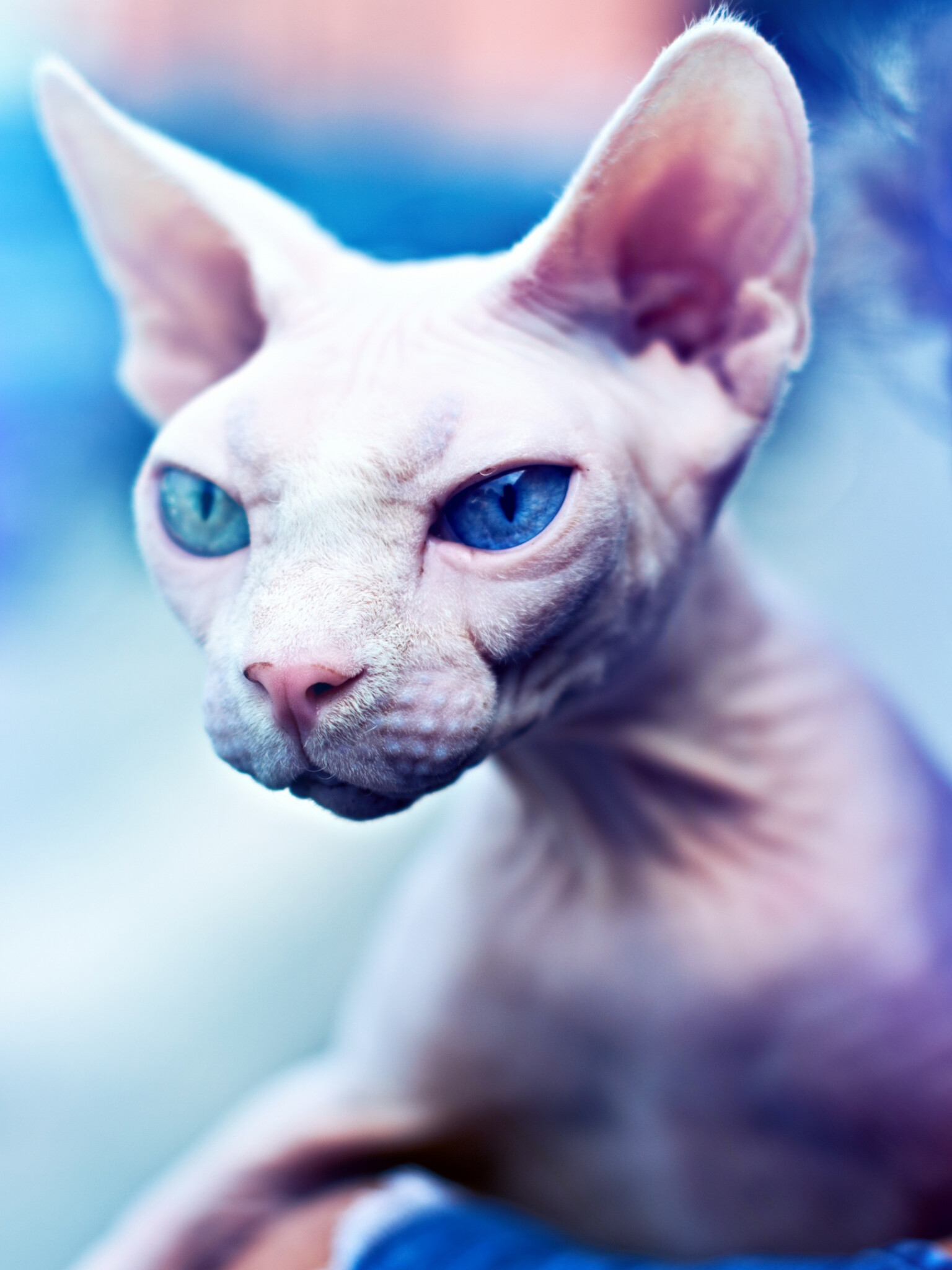 Sphynx cat, Ultra HD glory, Mesmerizing eyes, Timeless beauty, 1540x2050 HD Phone