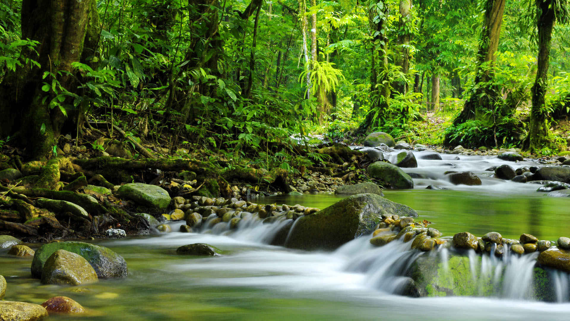 Daintree National Park, welcome countyline tax, service welcome countyline tax, 1920x1080 Full HD Desktop