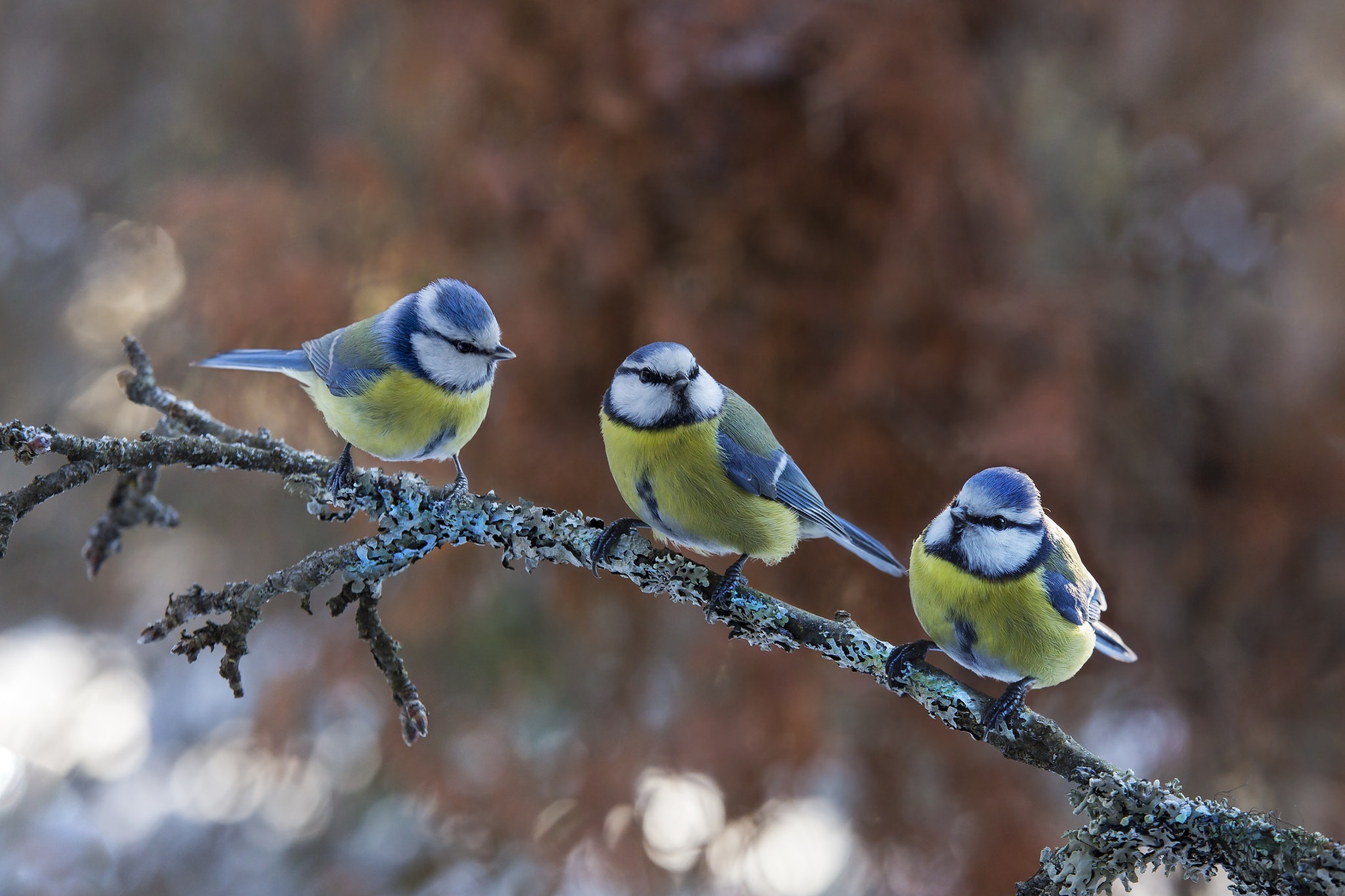 Eurasian blue tit, Cyanistes caeruleus, Bird, 2050x1370 HD Desktop