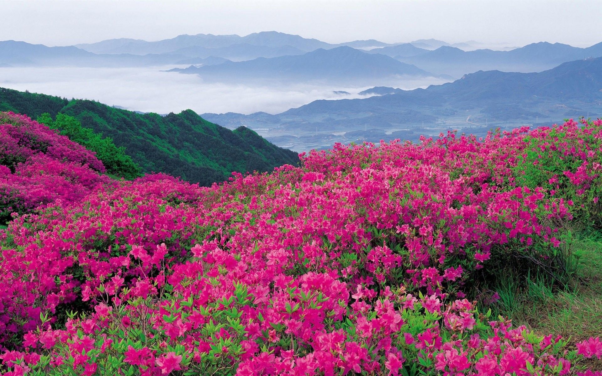 Valley of Flowers, Top free backgrounds, India, Travel, 1920x1200 HD Desktop