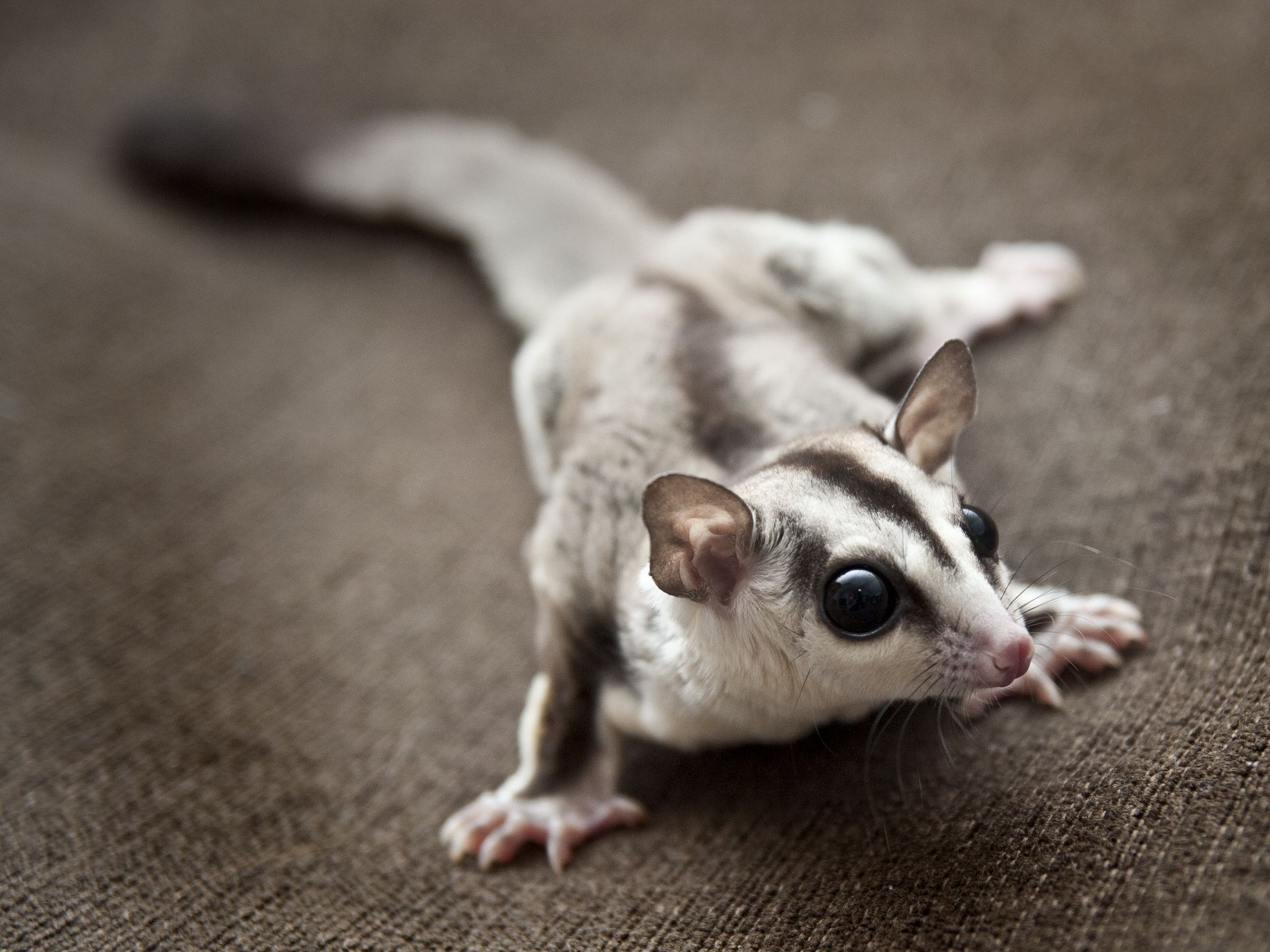 Sugar gliders, Unique pets, Human-animal bond, Fascinating animal behavior, 2220x1670 HD Desktop