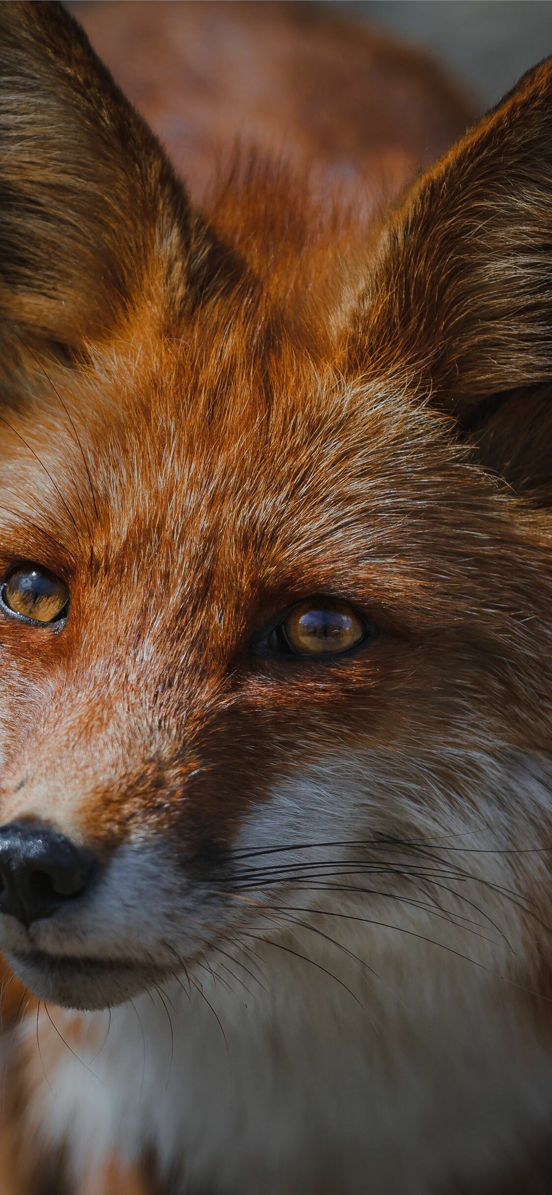 Red fox wallpaper, Wildlife beauty, Canine mammal, Majestic, 1130x2440 HD Phone