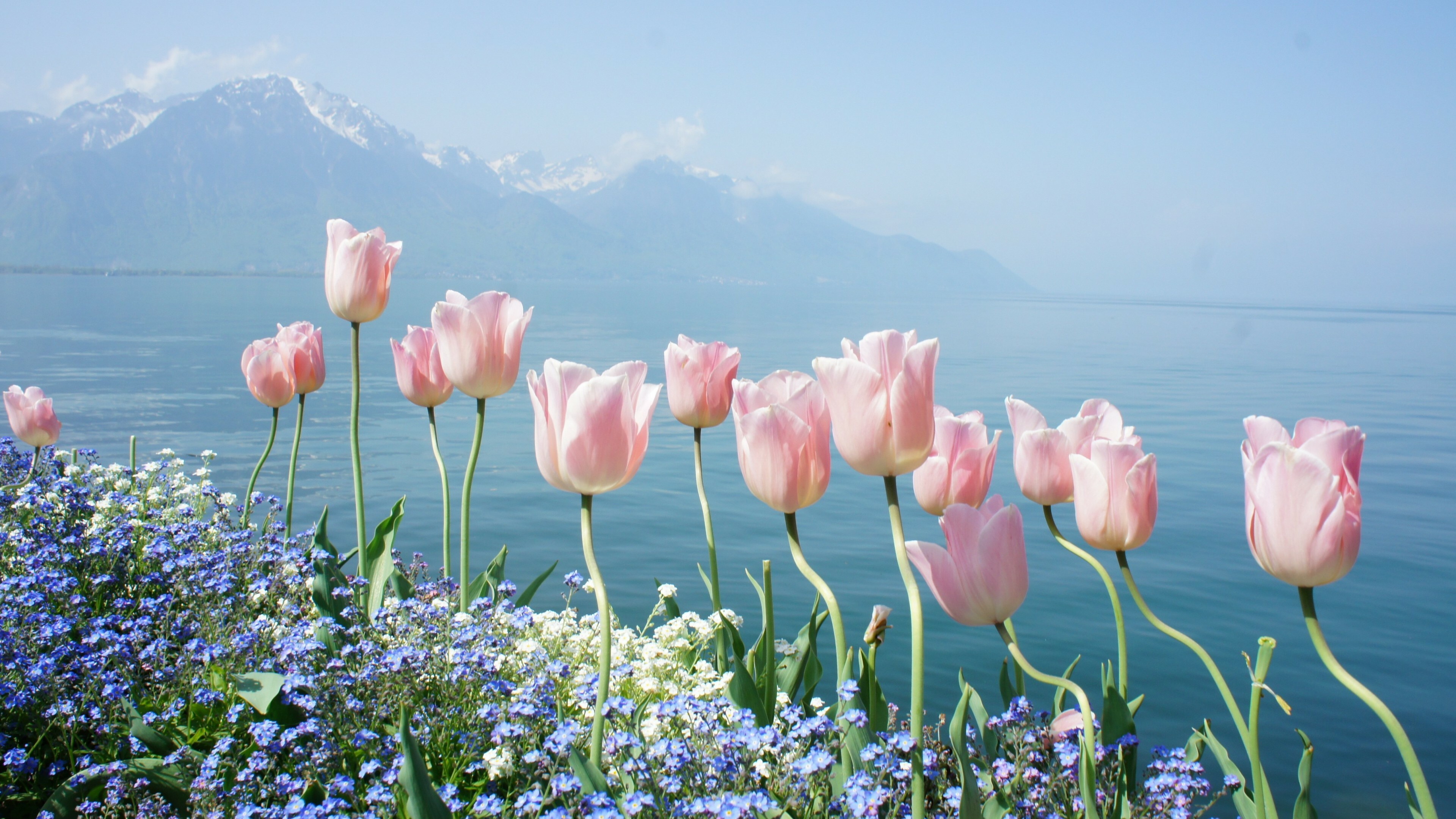 Wild, Tulips Wallpaper, 3840x2160 4K Desktop