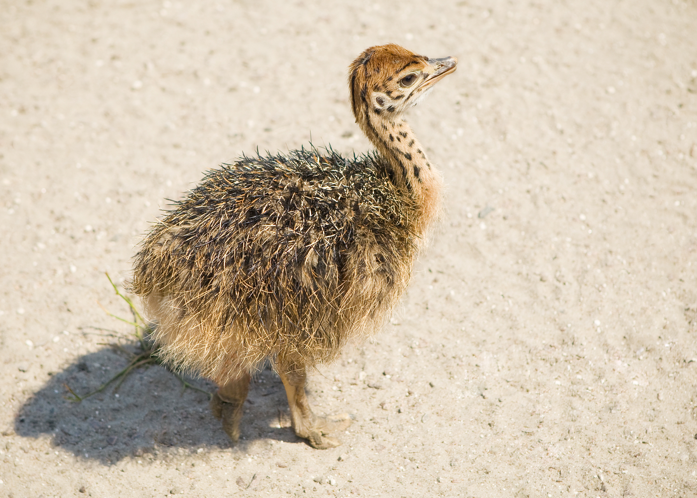 Baby, Ostrich Wallpaper, 2400x1720 HD Desktop