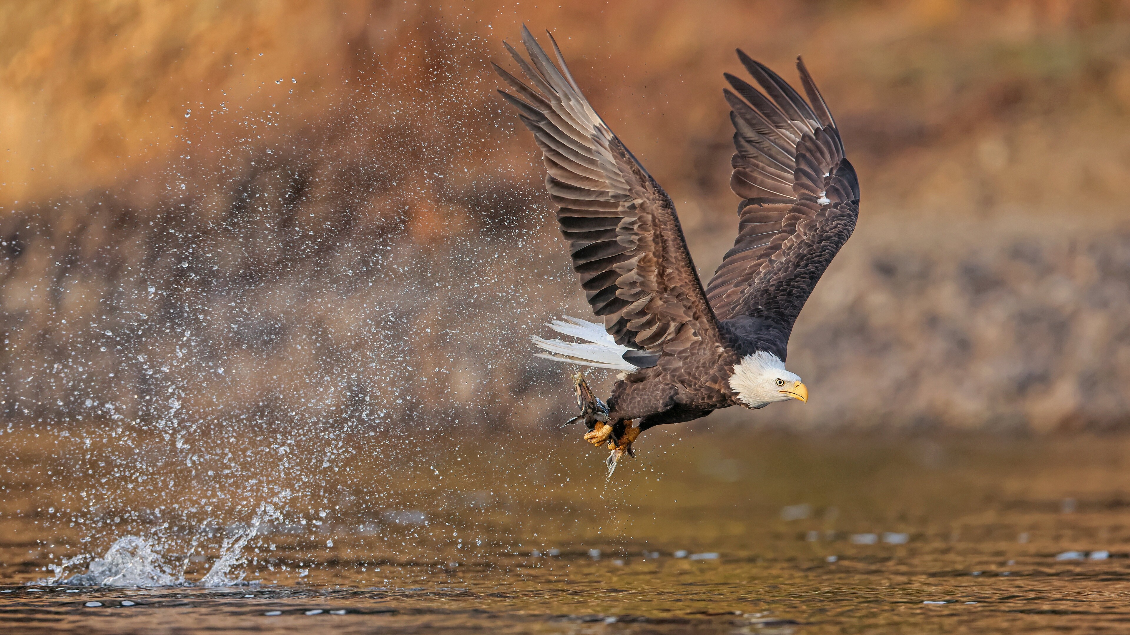 Majestic bald eagle, Symbol of power, Striking plumage, Captivating wallpaper, 3840x2160 4K Desktop