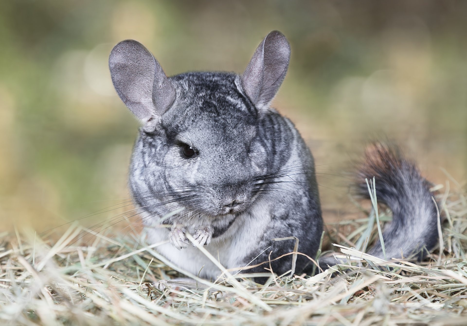 4K chinchilla wallpapers, Stunning furry creatures, Cute animal close-ups, Detailed photography, 1920x1350 HD Desktop