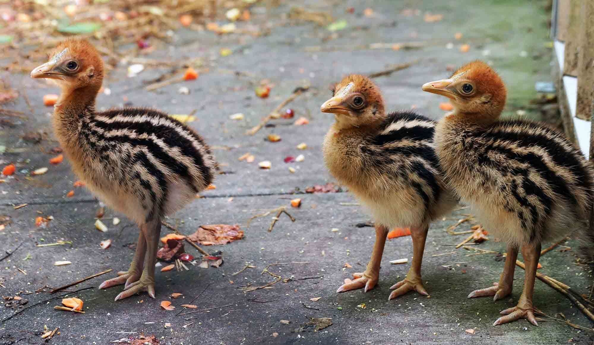 Adorable baby cassowary, Cute avian pictures, Charming bird moments, Childhood stages, 2000x1170 HD Desktop