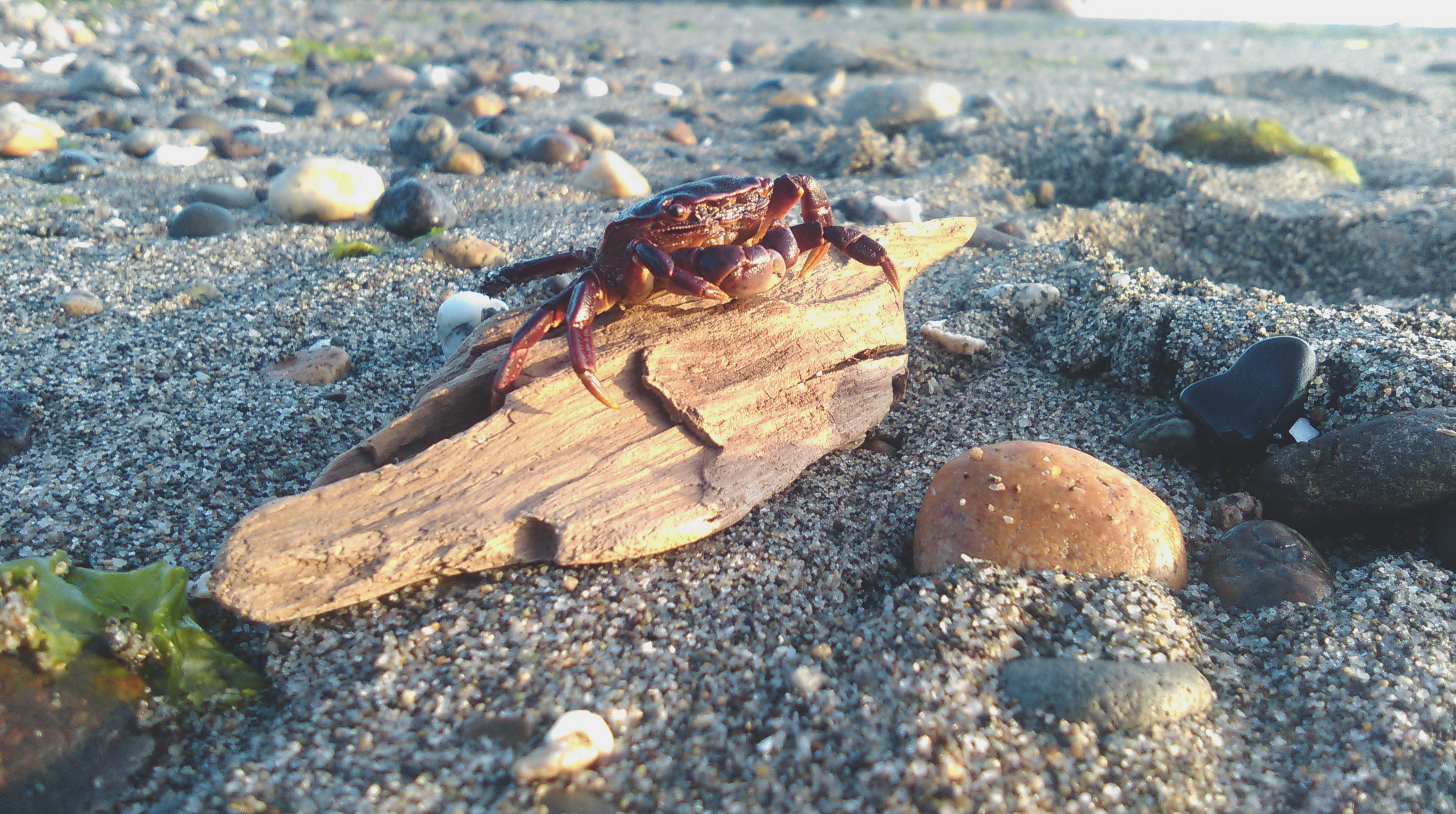 Crab, Best crab photos, 100% free download, Pexels stock photos, 3270x1830 HD Desktop