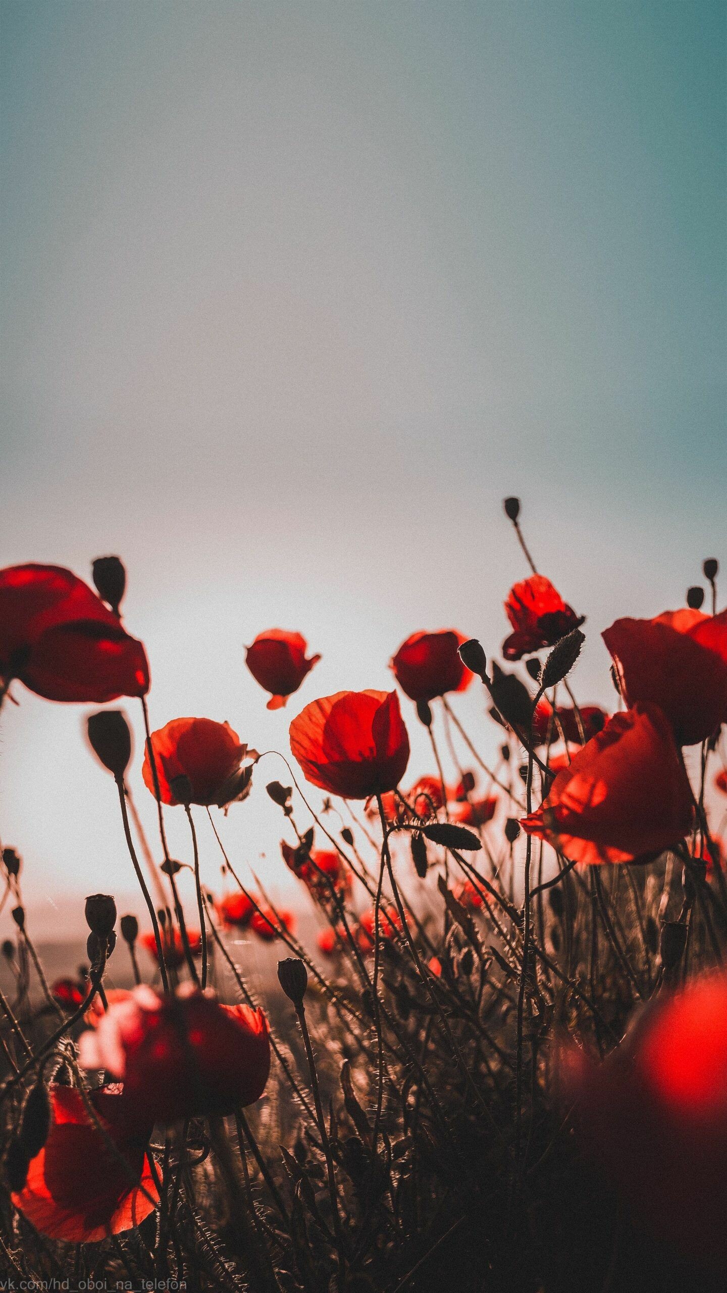 Vivid sky backdrop, Striking red poppy, Sunset beauty, Nature's captivating scene, 1440x2560 HD Phone