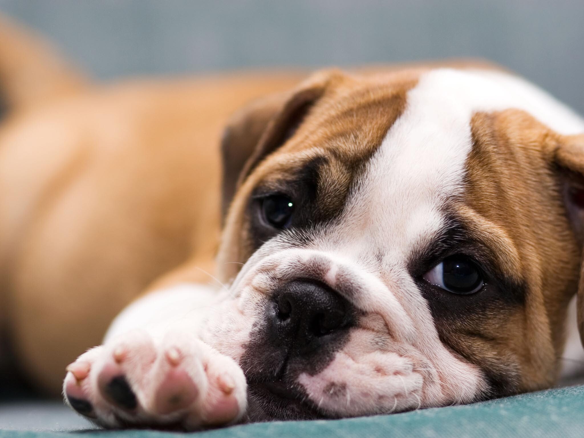 Bulldog, Cute puppies, Wallpaper collection, Adorable pets, 2050x1540 HD Desktop