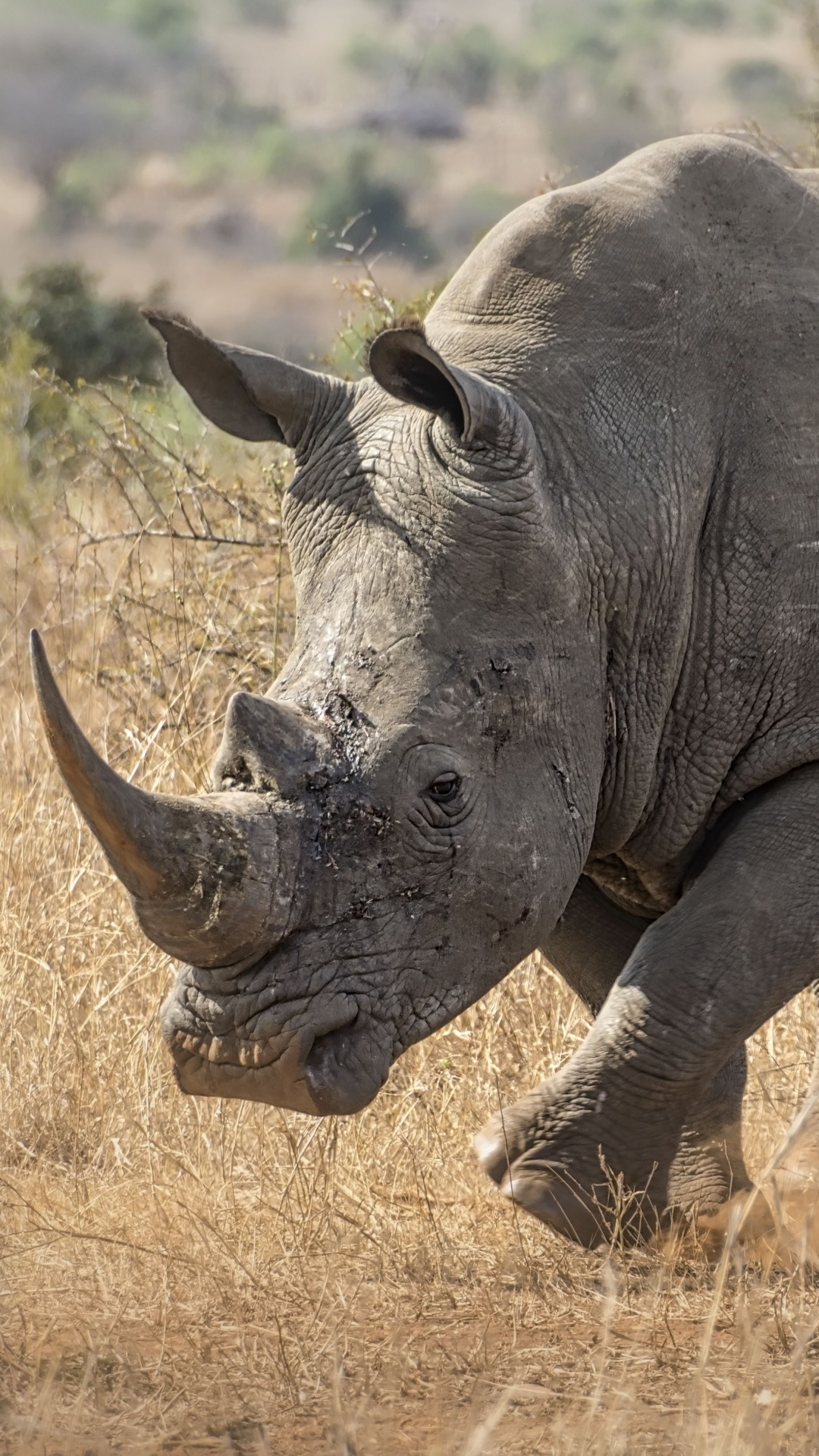 Rhino animal, Powerful rhino depiction, Majestic wildlife image, Rhino in natural habitat, 1080x1920 Full HD Phone