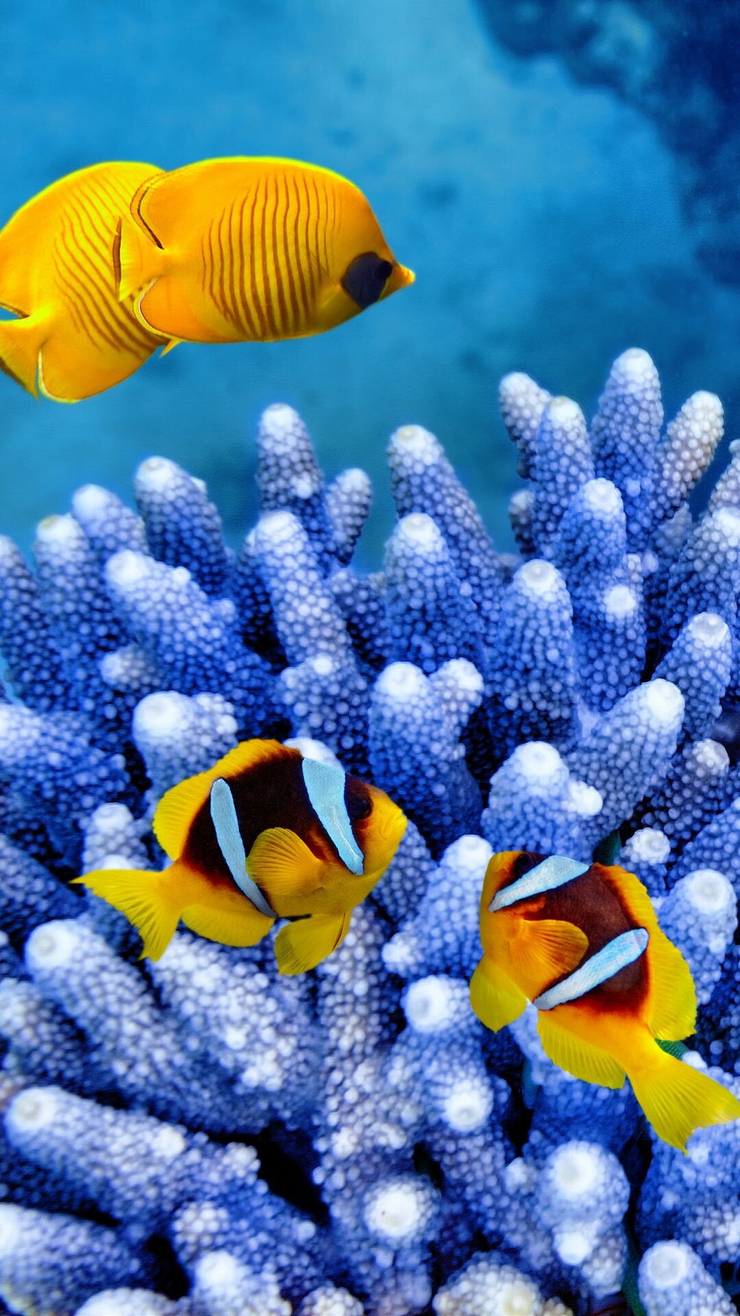 iPhone clownfish wallpaper, Badut Finding Nemo, 1080x1920 Full HD Phone