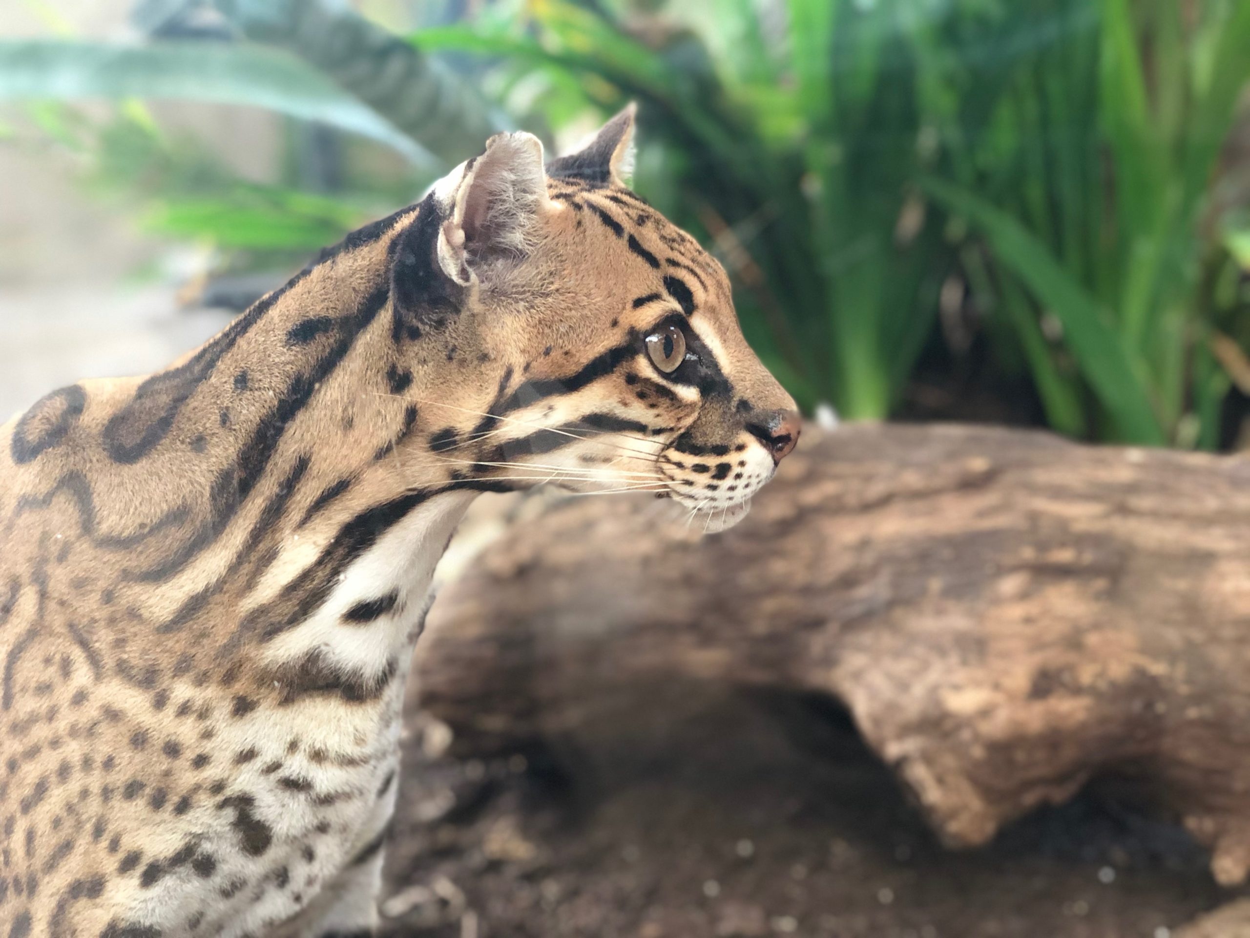 The Dallas World Aquarium, Ocelots Wallpaper, 2560x1920 HD Desktop