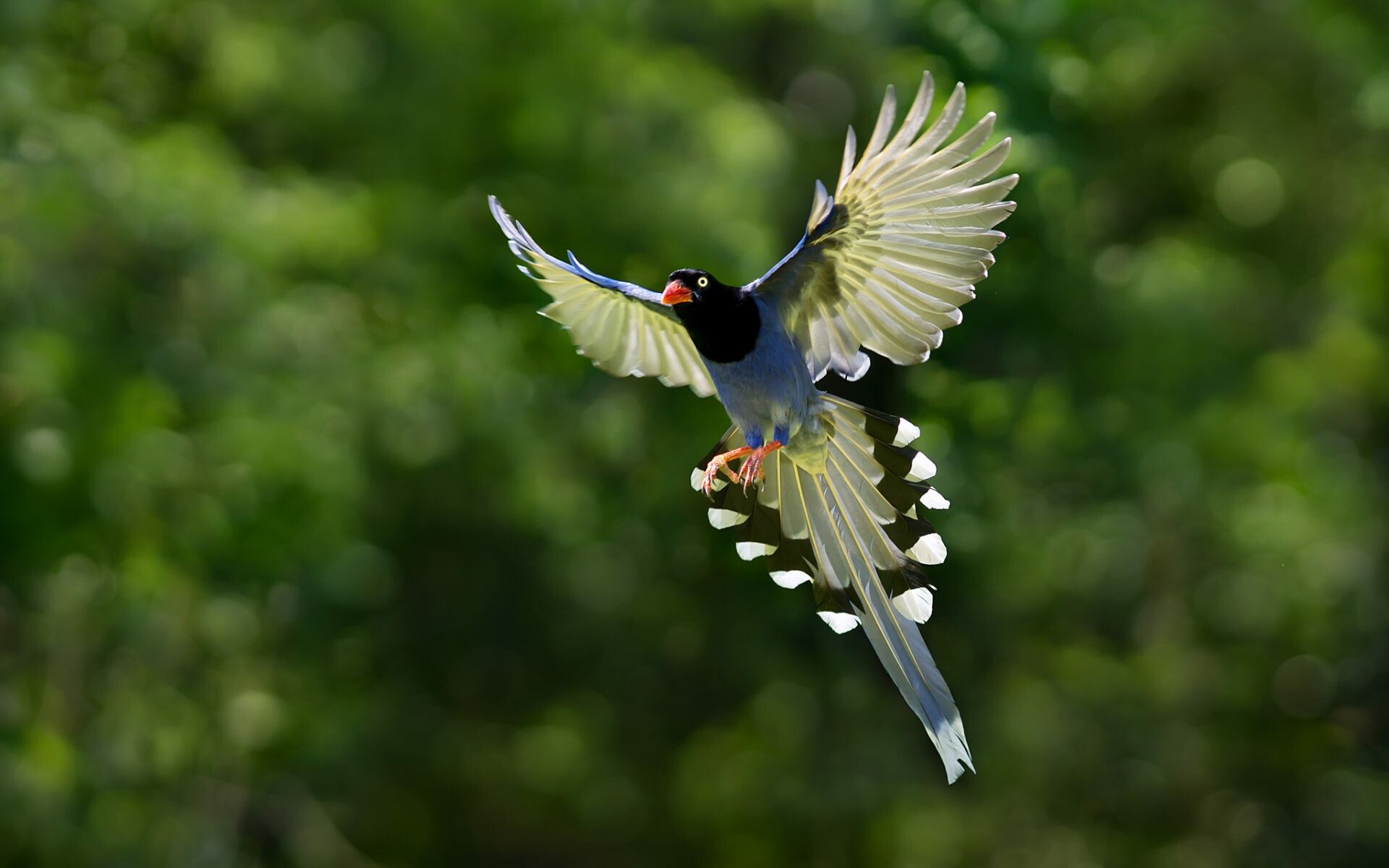 Taiwan blue magpie, Birds Wallpaper, 1920x1200 HD Desktop