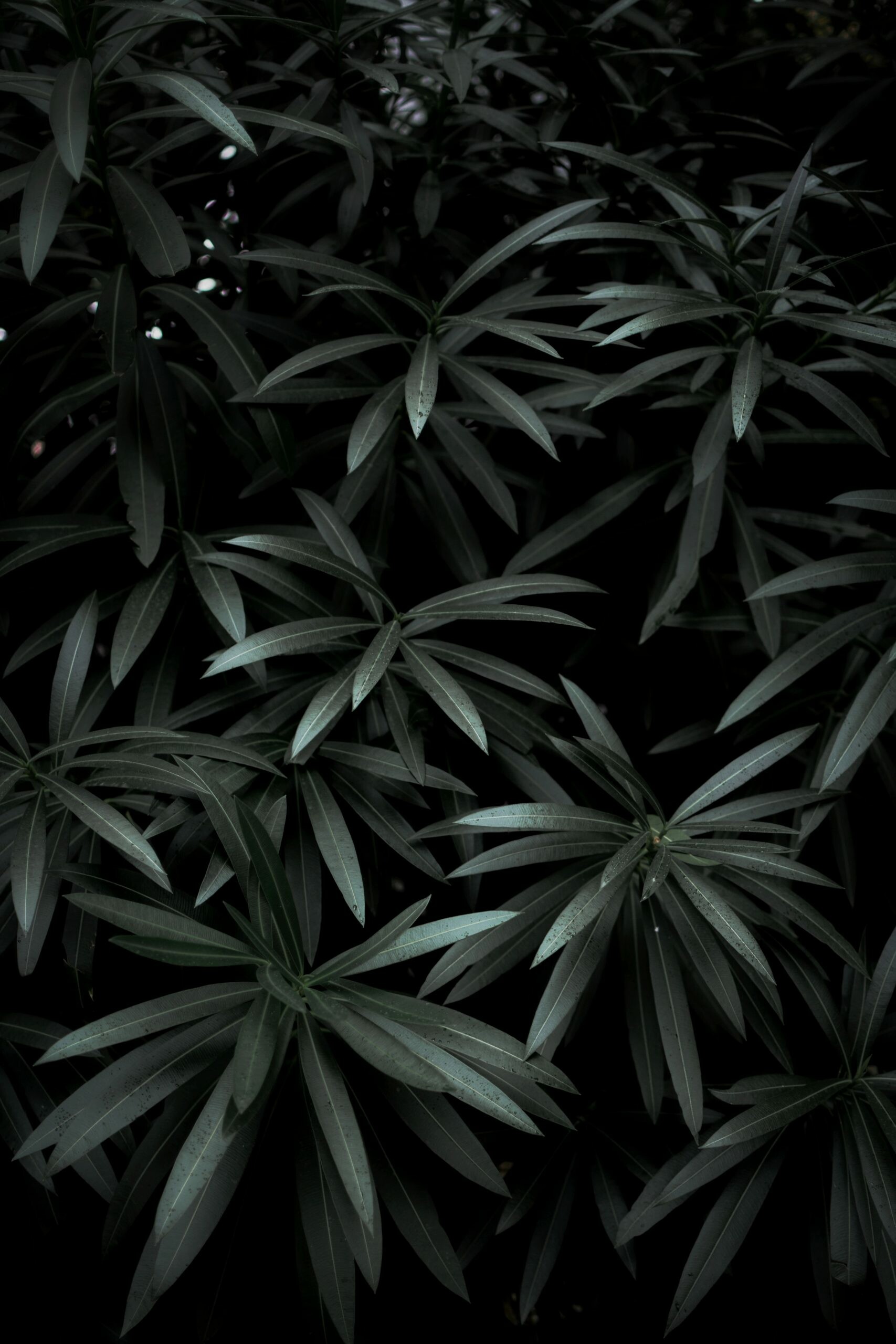 Oleander, Leaves Wallpaper, 1710x2560 HD Phone