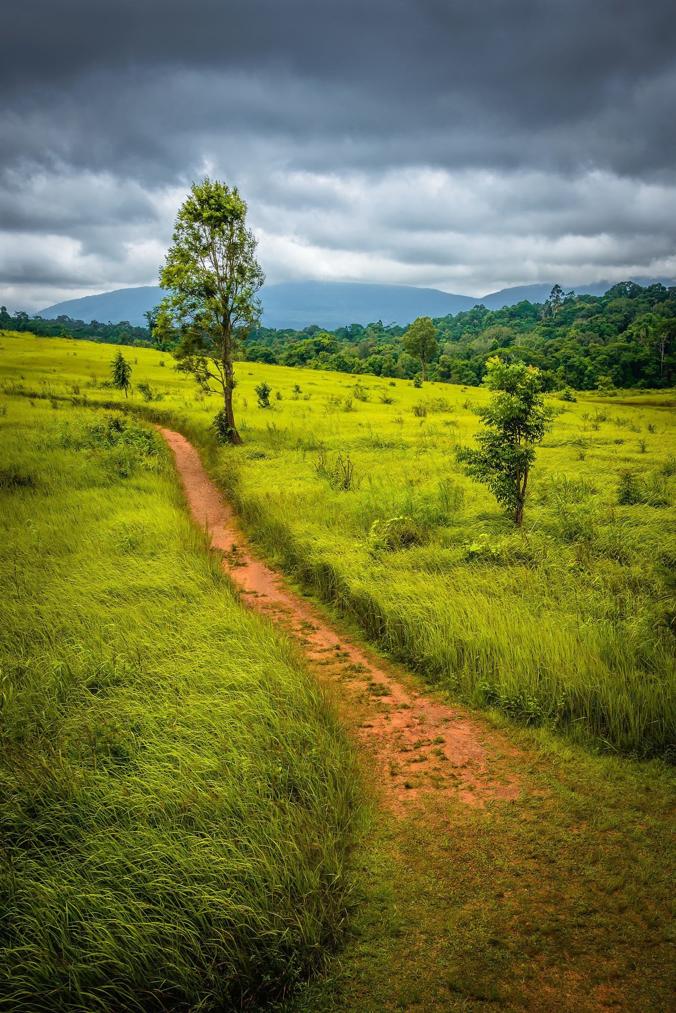 Grassland field, Rainy atmosphere, Vertical landscape, Nature photography, 1370x2050 HD Phone