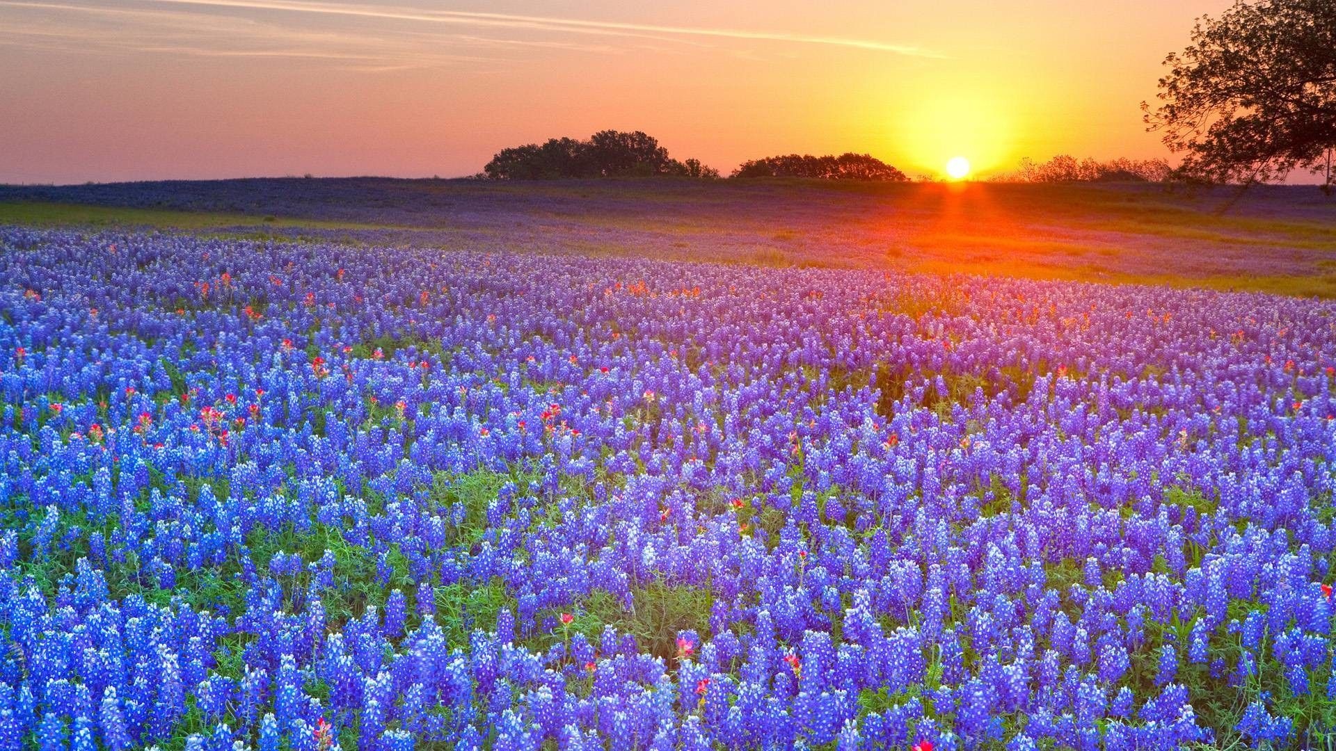 Bluebonnet, Beautiful wallpapers, Stunning images, Vibrant colors, 1920x1080 Full HD Desktop