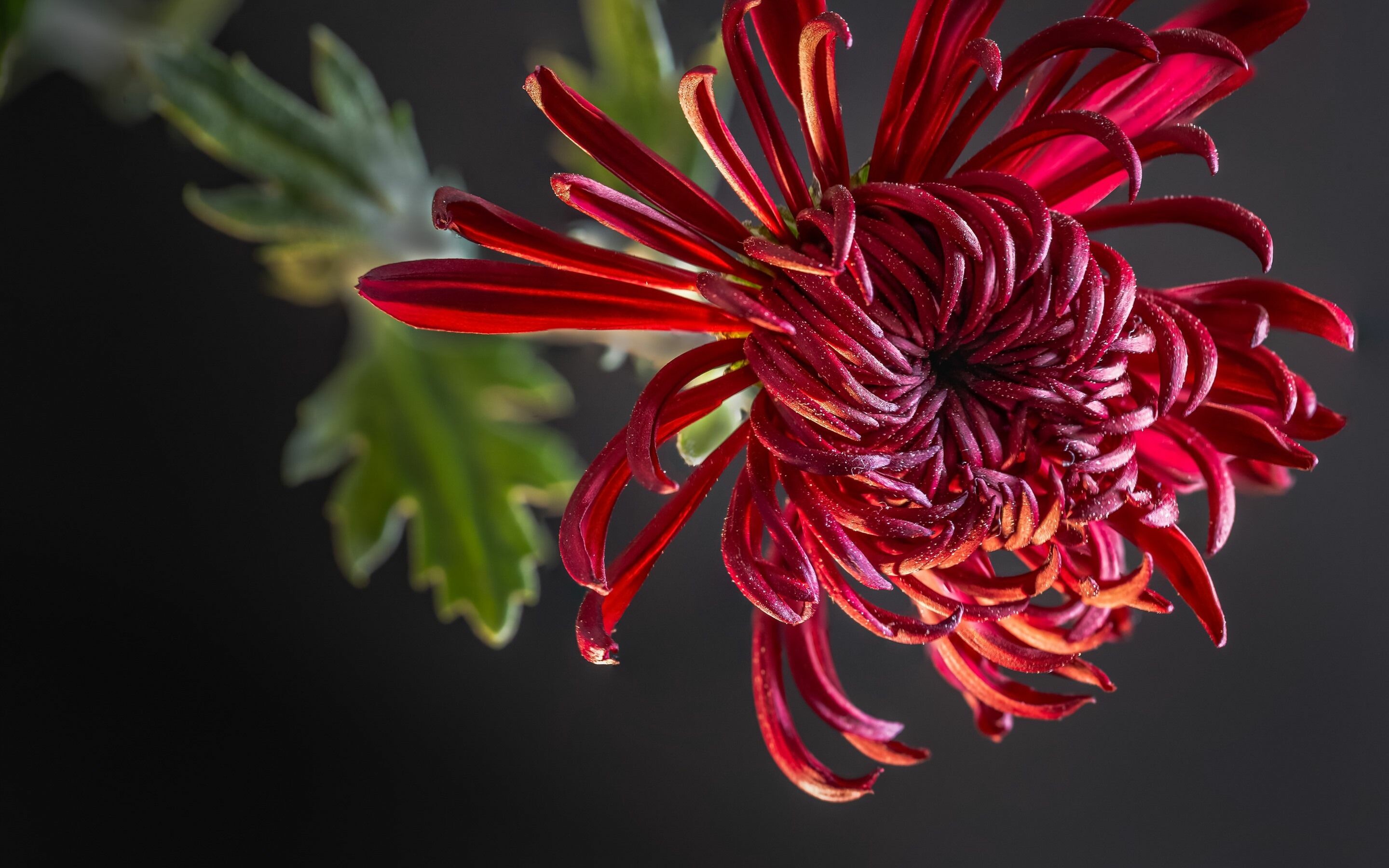 Chrysanthemum, Stunning wallpapers, Floral backgrounds, Nature's beauty, 2880x1800 HD Desktop