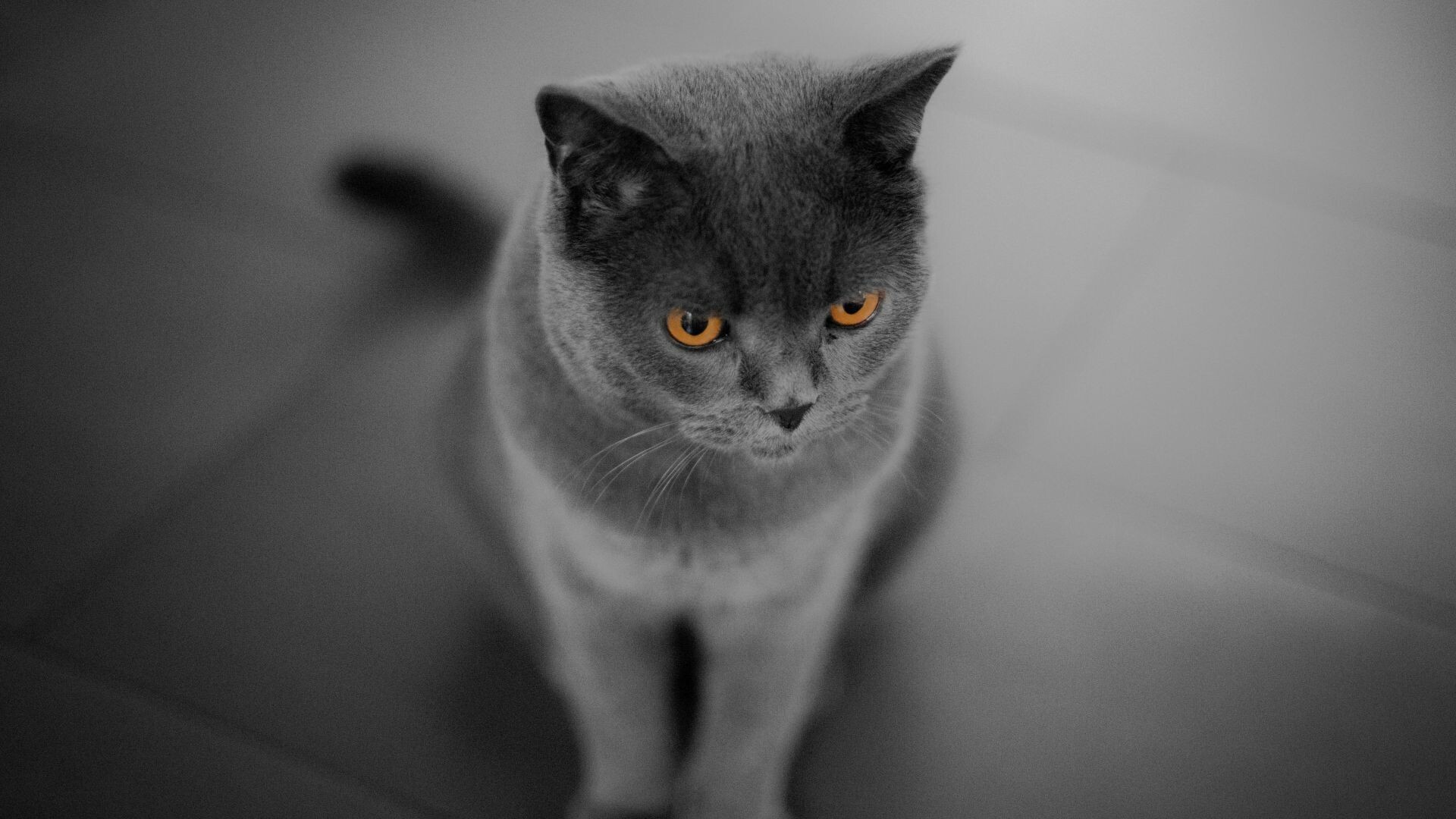 British Cat, Curious cat, Orange eyes, HD wallpaper, 1920x1080 Full HD Desktop