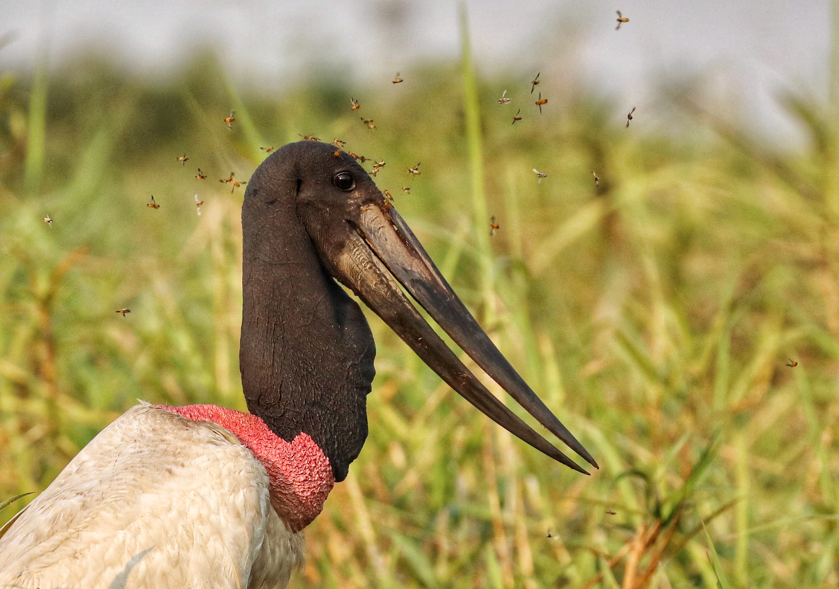 Jabiru, Giant Stork, Backyard Biology, Impressive, 2730x1920 HD Desktop