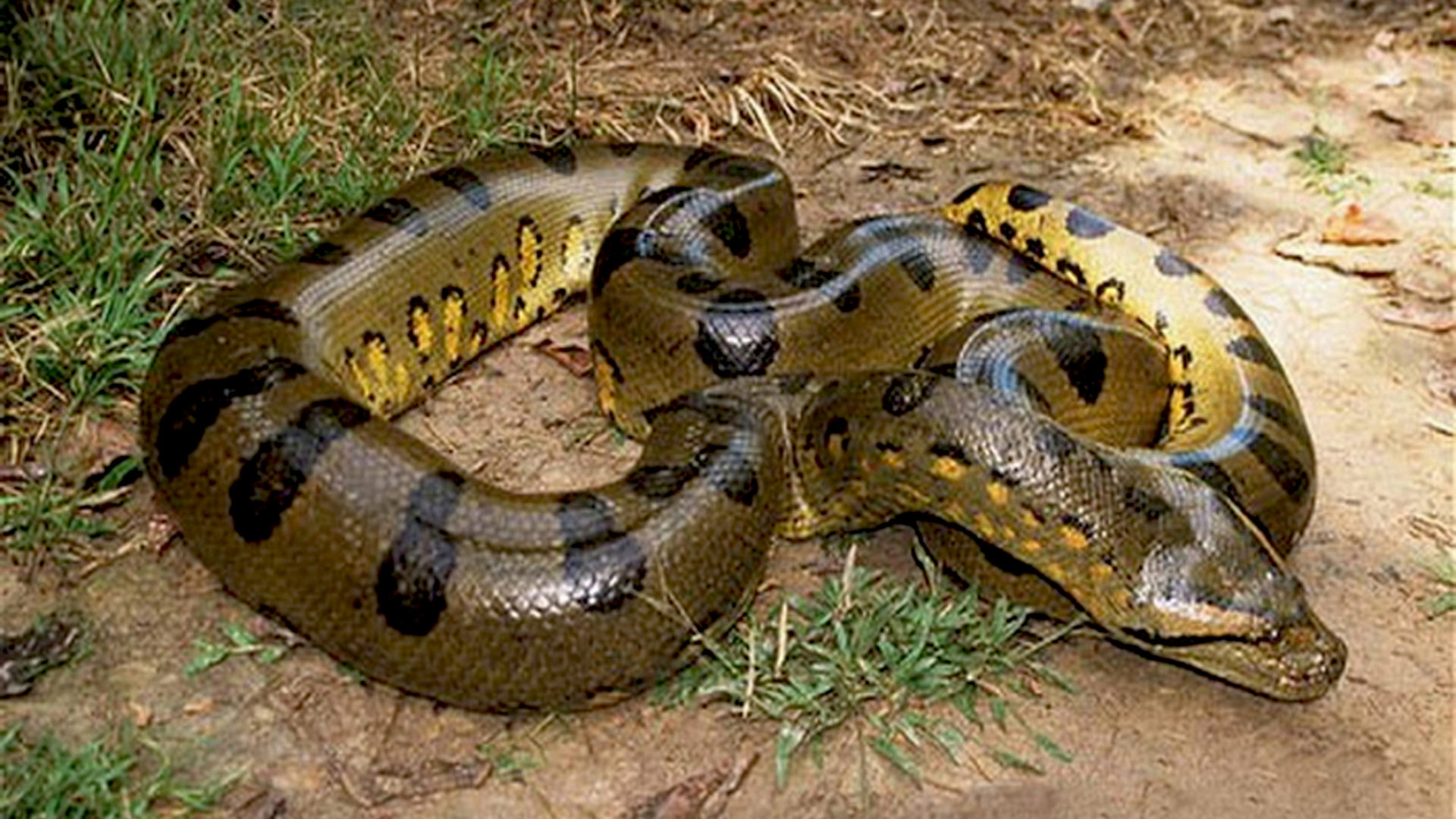 Anaconda, Big green anaconda, HD wallpaper, 1920x1080 Full HD Desktop